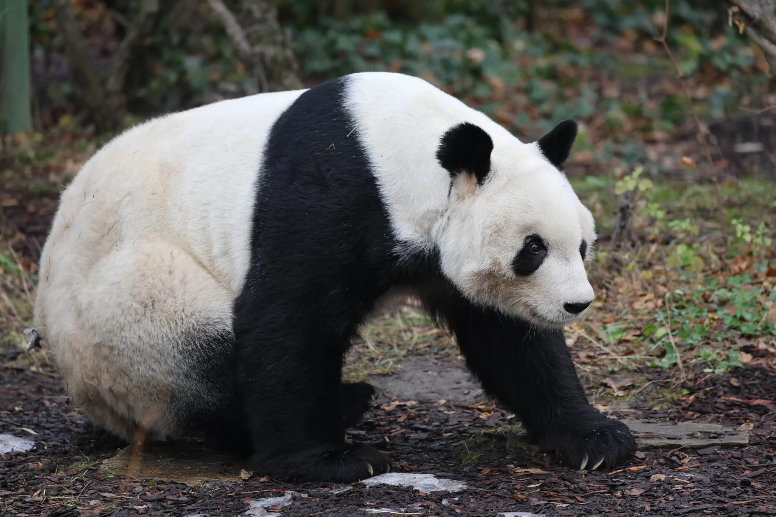 Tiergarten Schönbrunn