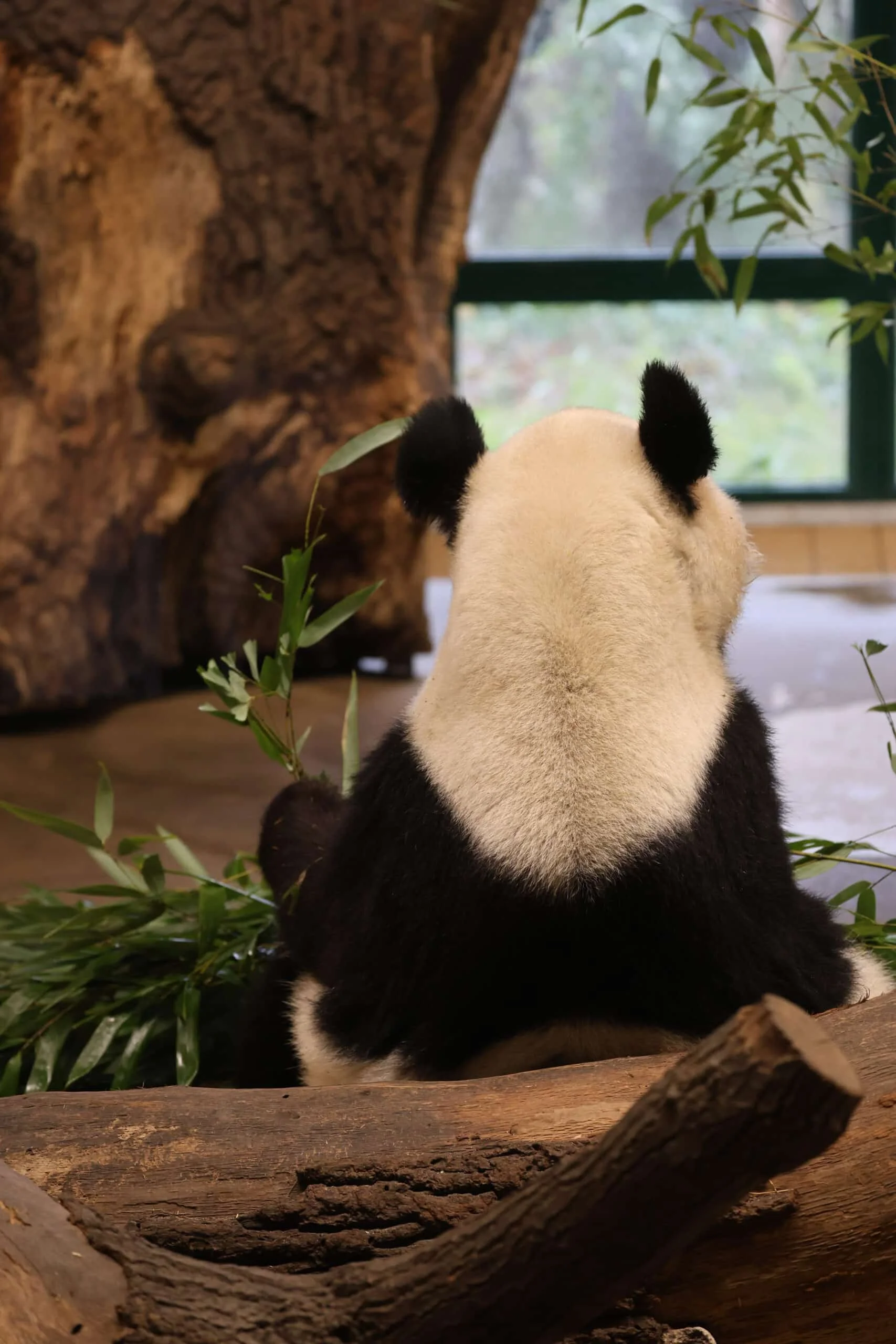 Tiergarten Schönbrunn
