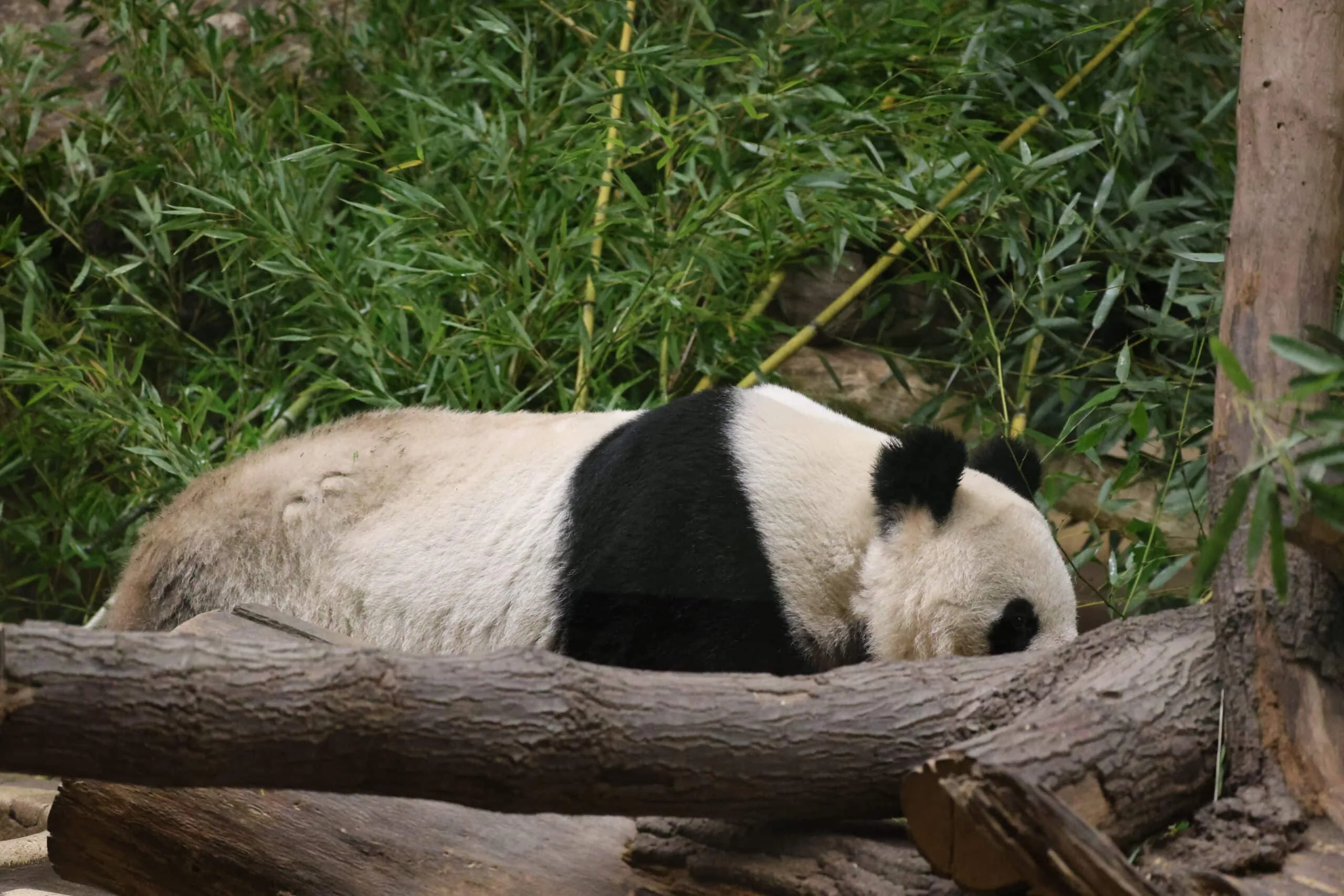 Tiergarten Schönbrunn