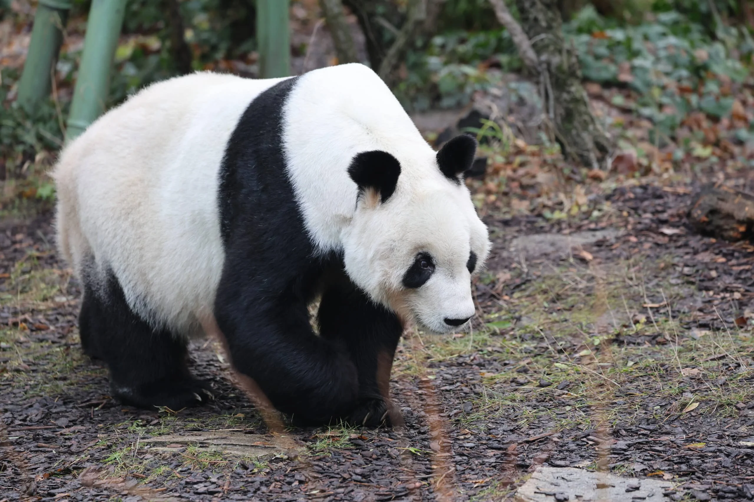 Tiergarten Schönbrunn
