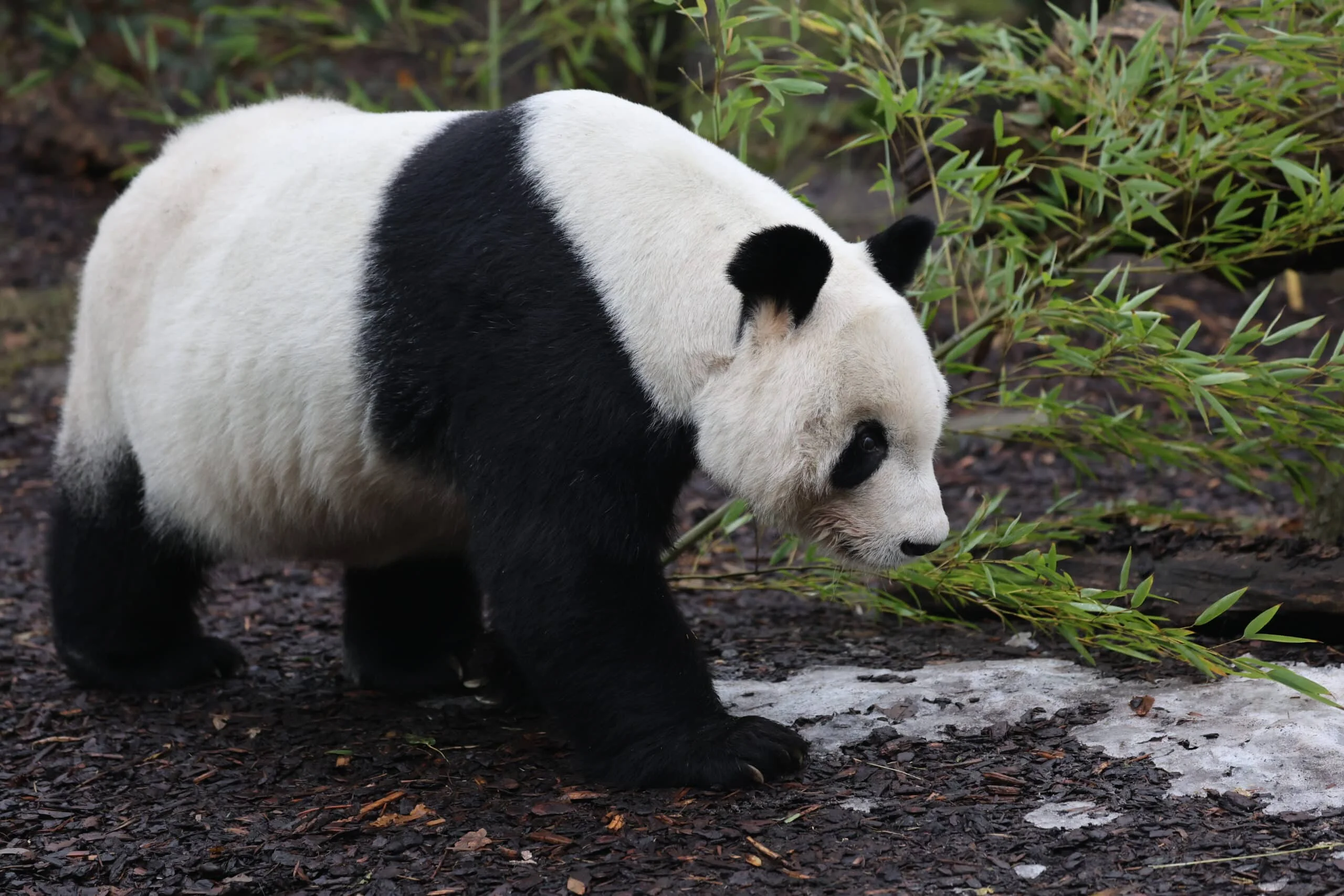 Tiergarten Schönbrunn