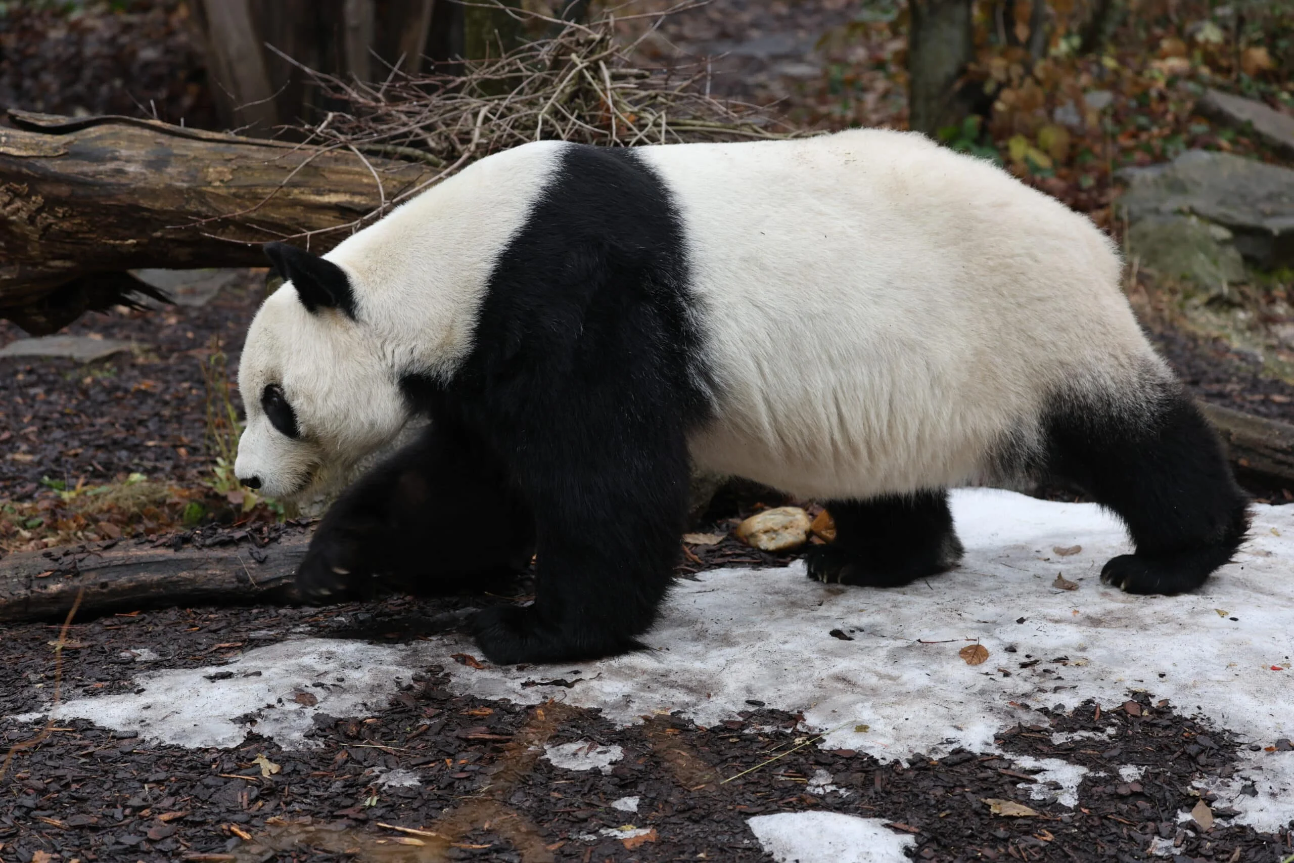Tiergarten Schönbrunn