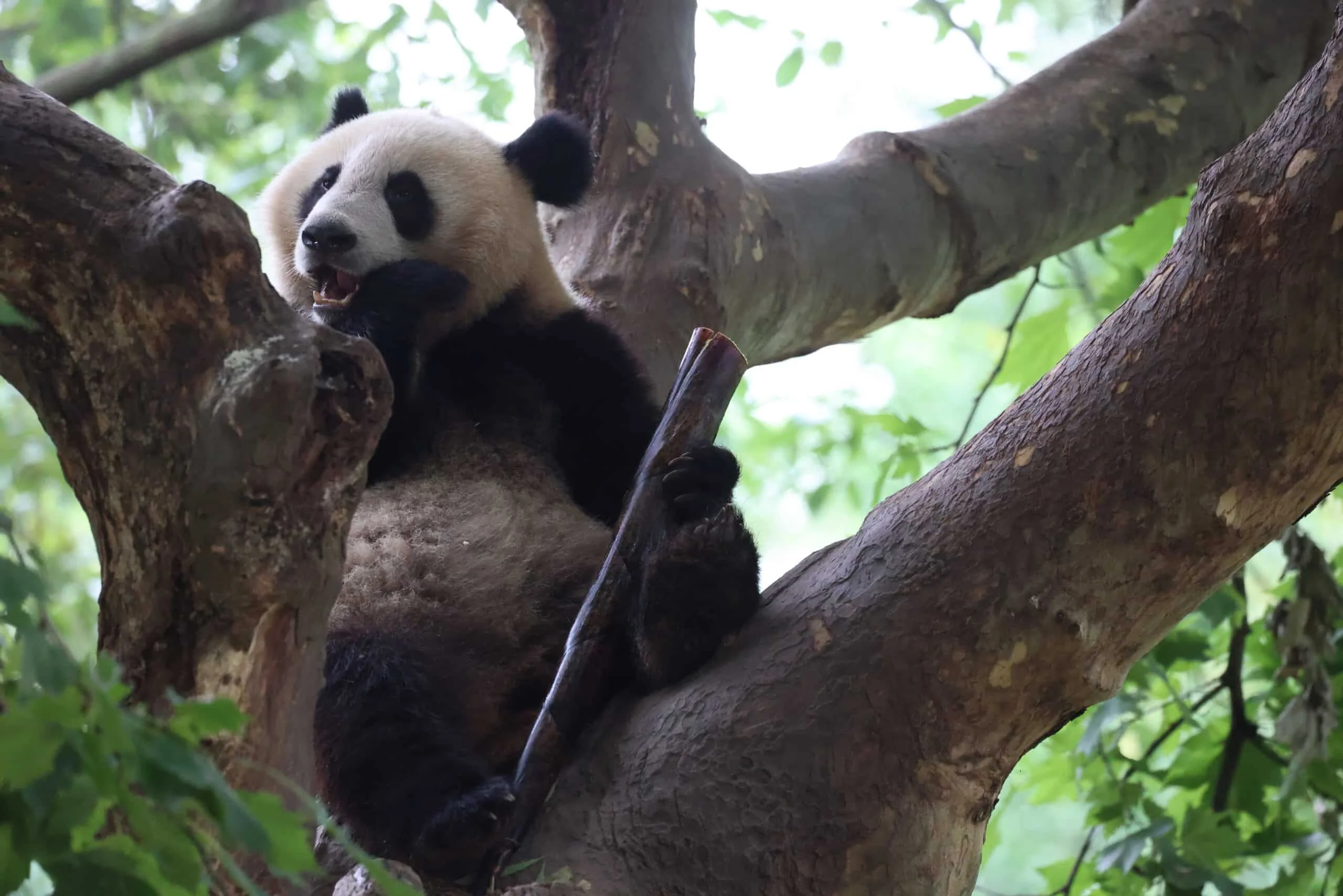 CCRCGP Du Jiang Yan Base