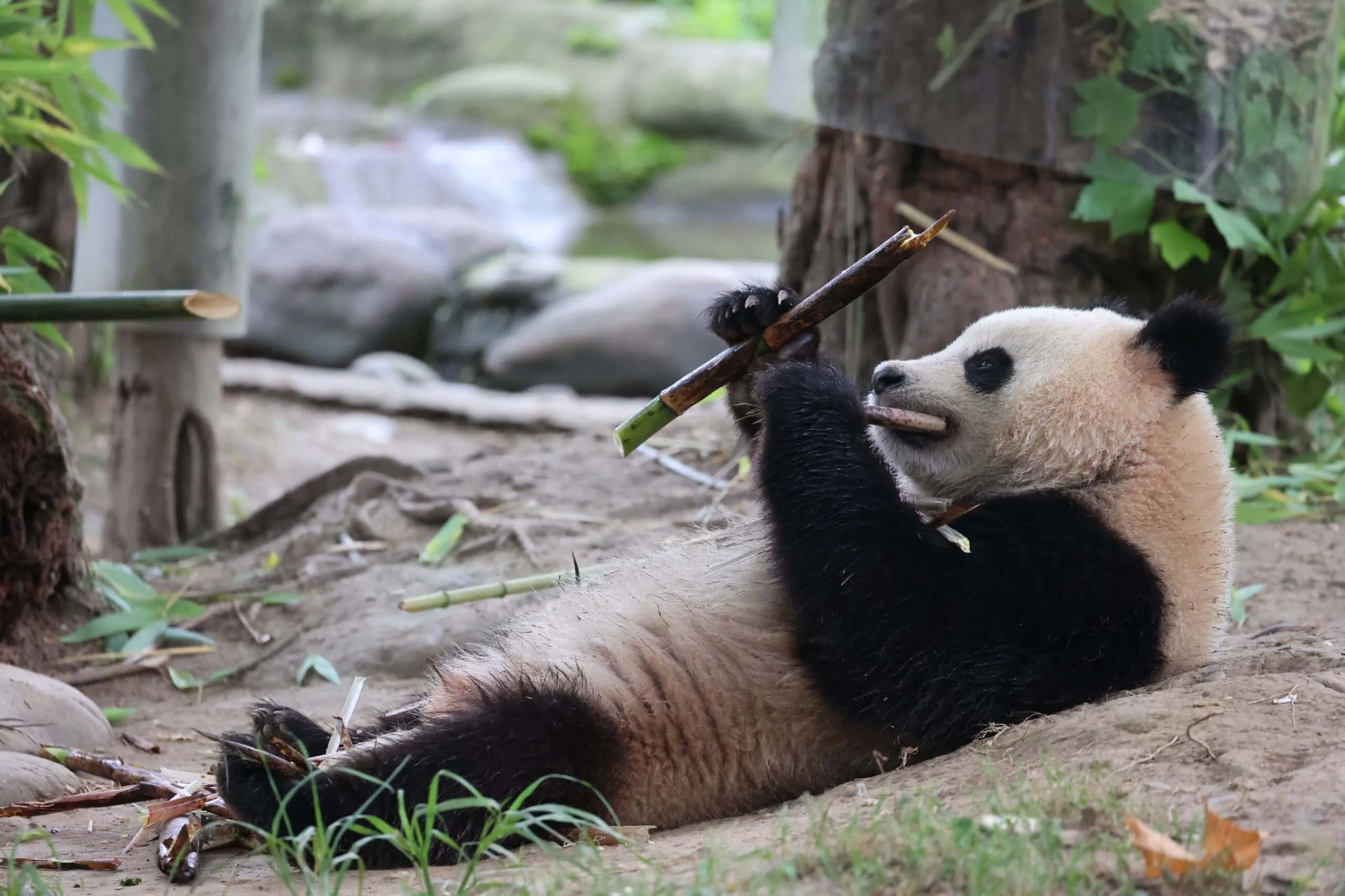 CCRCGP Du Jiang Yan Base