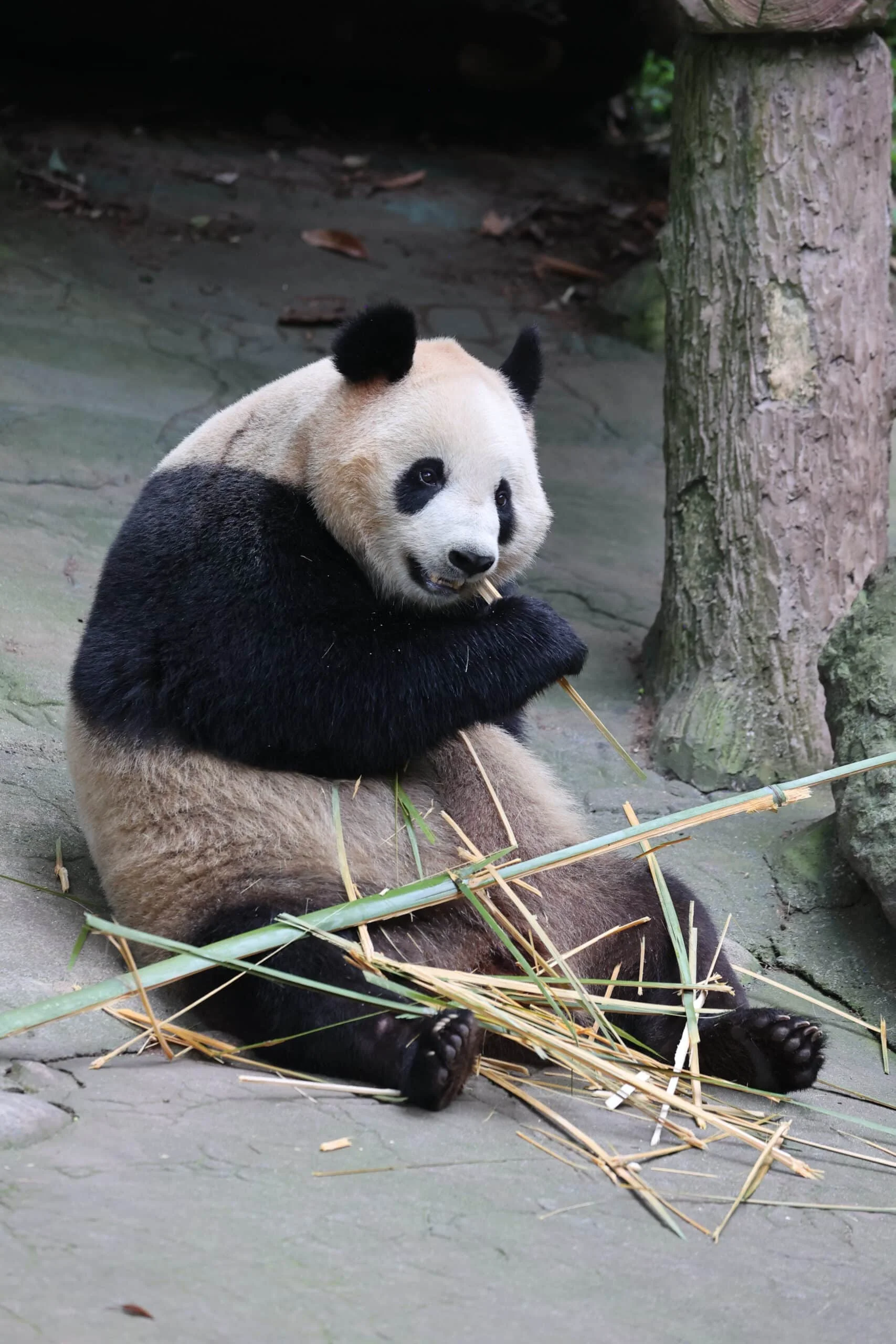 CCRCGP Du Jiang Yan Base