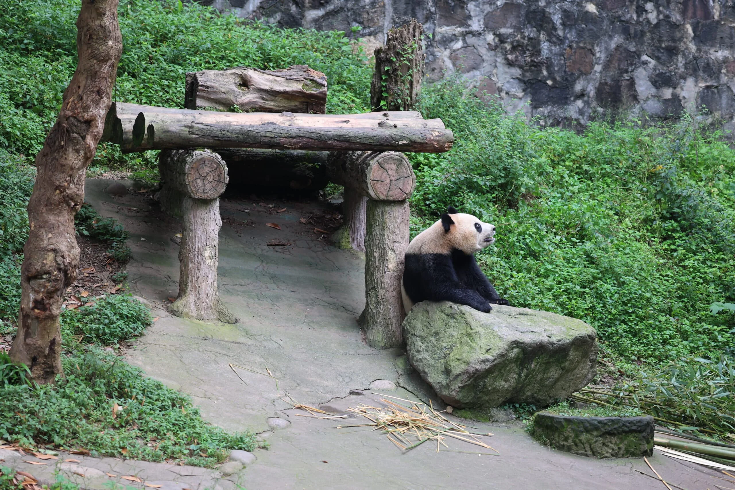 CCRCGP Du Jiang Yan Base