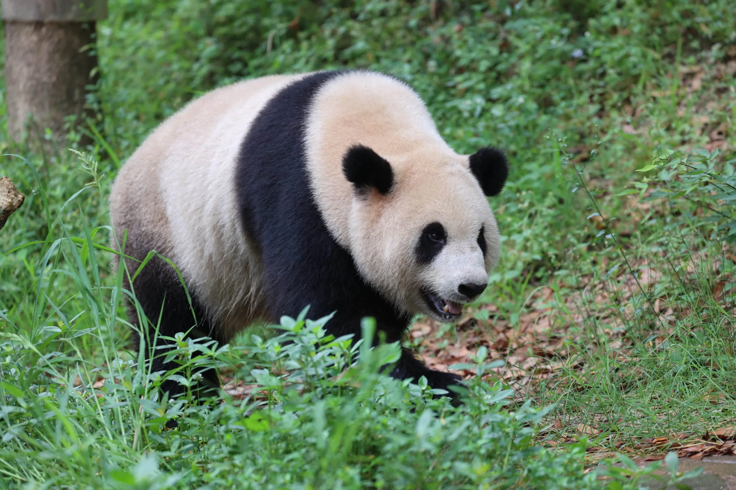 CCRCGP Du Jiang Yan Base