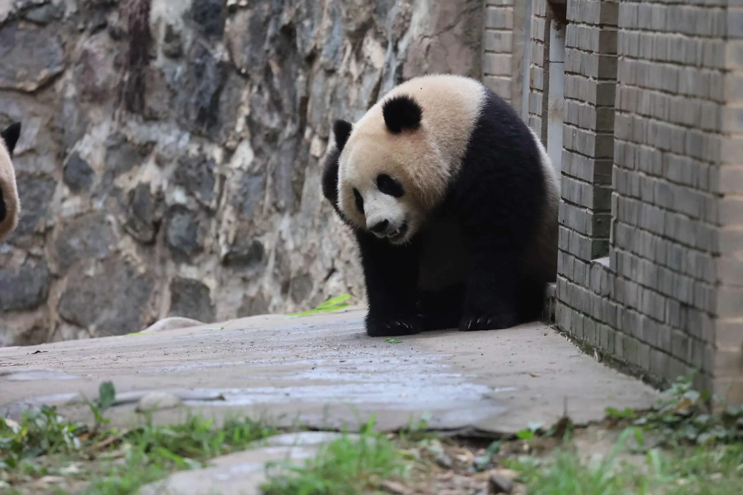 CCRCGP Du Jiang Yan Base