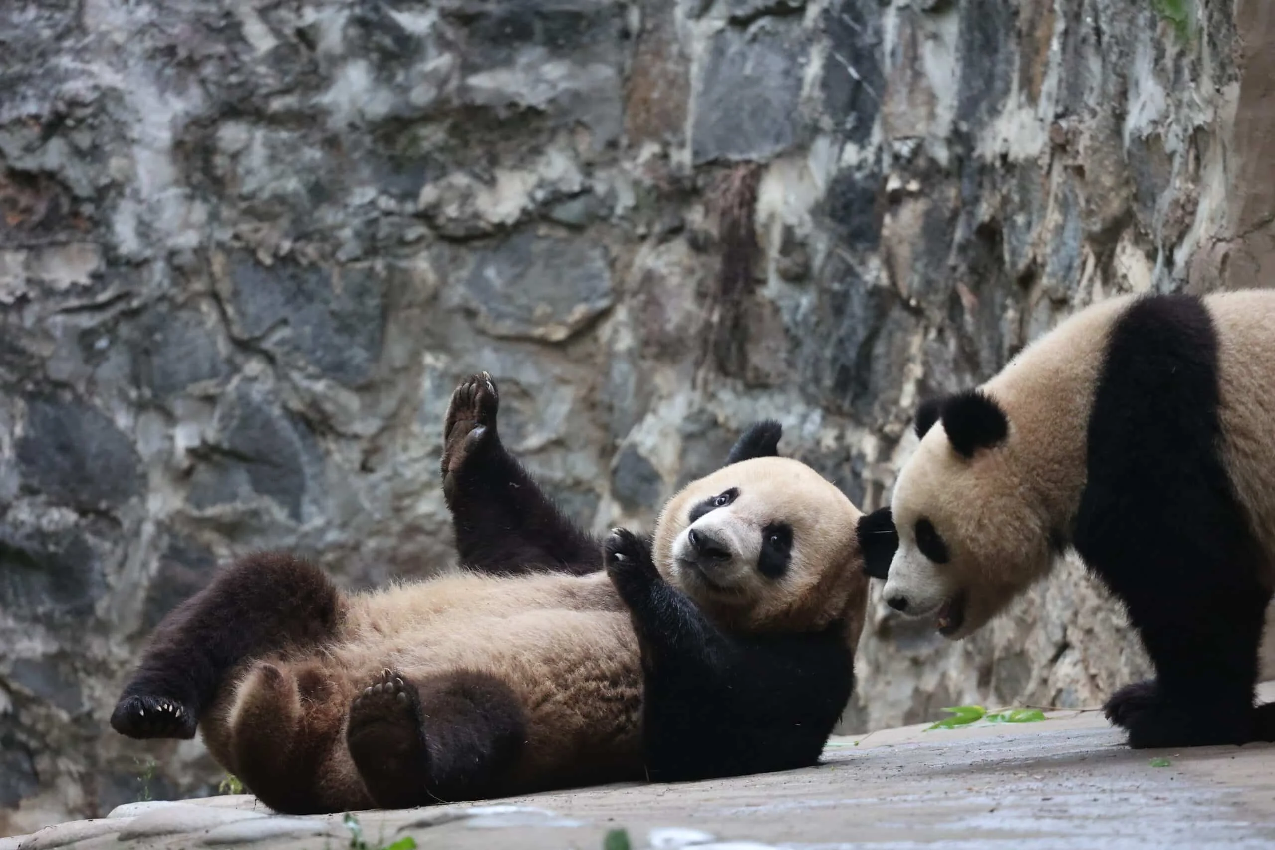 CCRCGP Du Jiang Yan Base