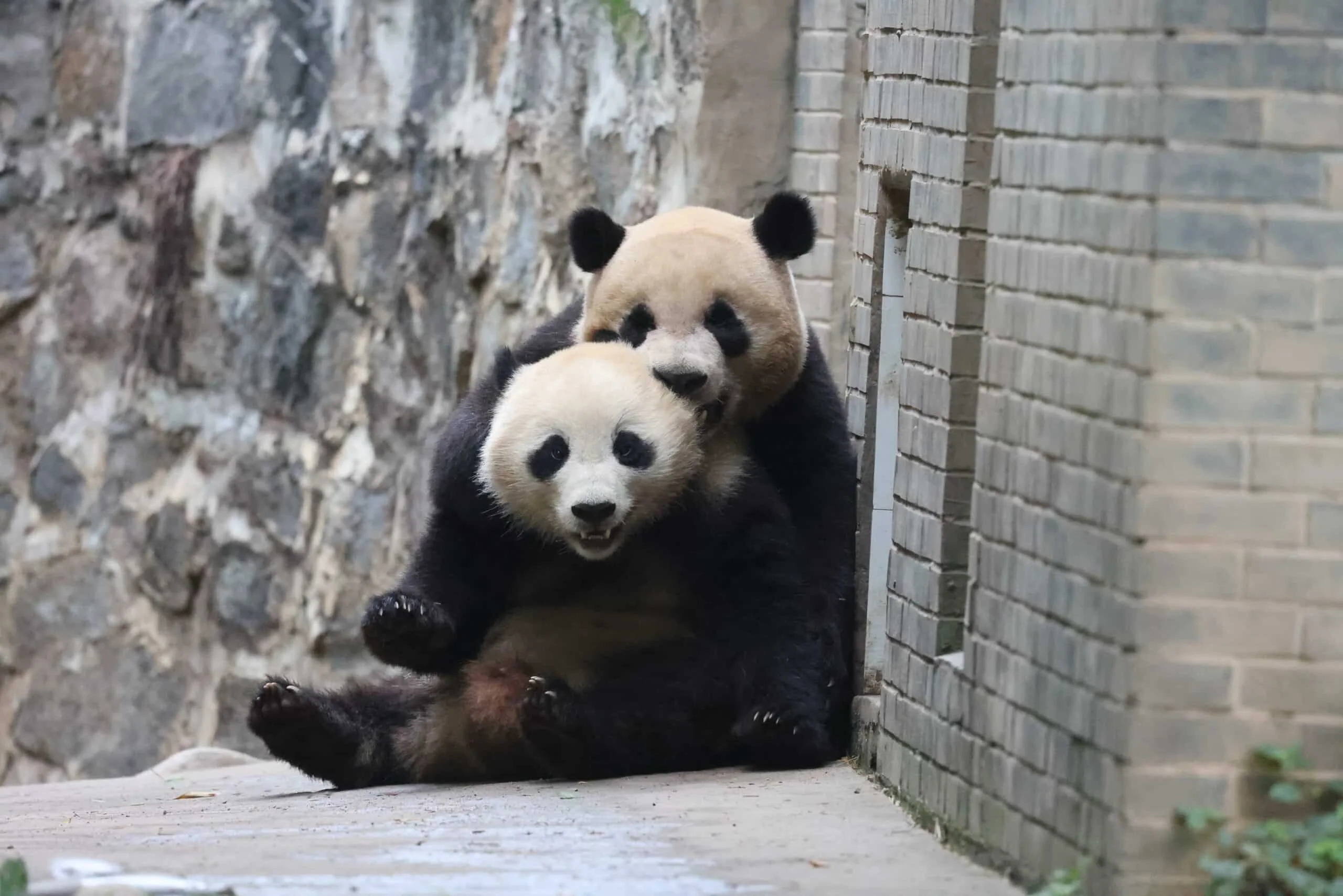 CCRCGP Du Jiang Yan Base