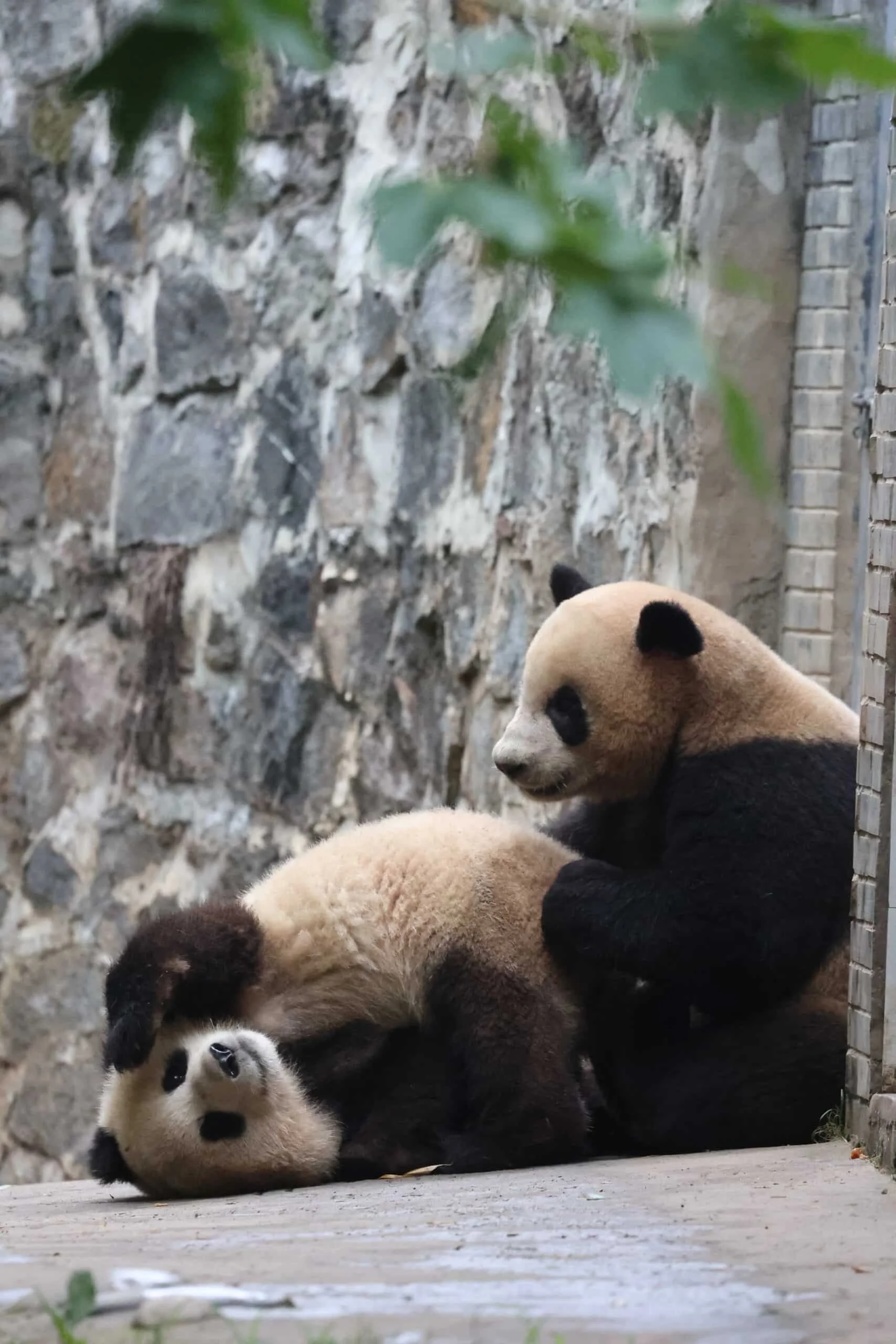 CCRCGP Du Jiang Yan Base