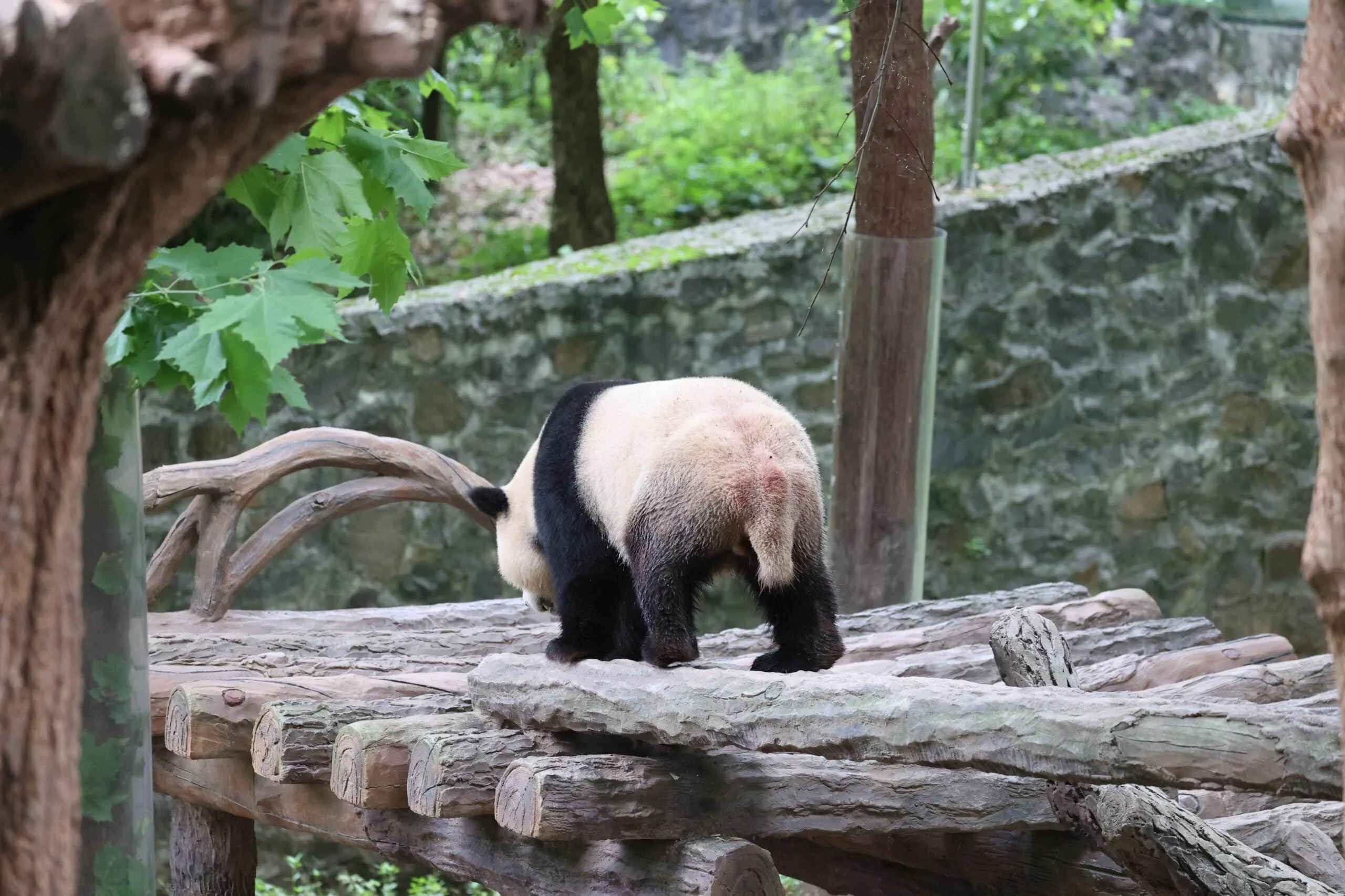 CCRCGP Du Jiang Yan Base