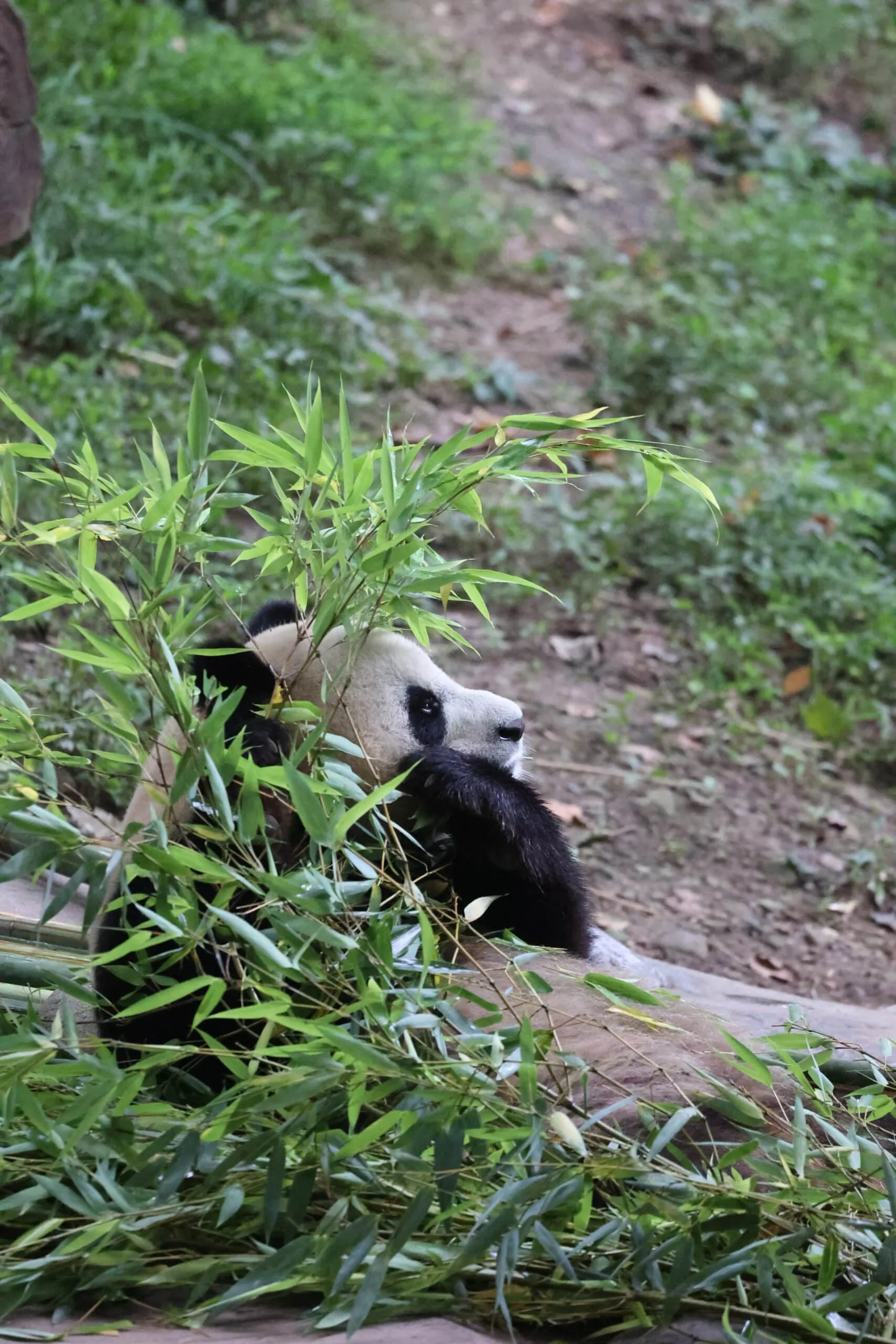 CCRCGP Du Jiang Yan Base