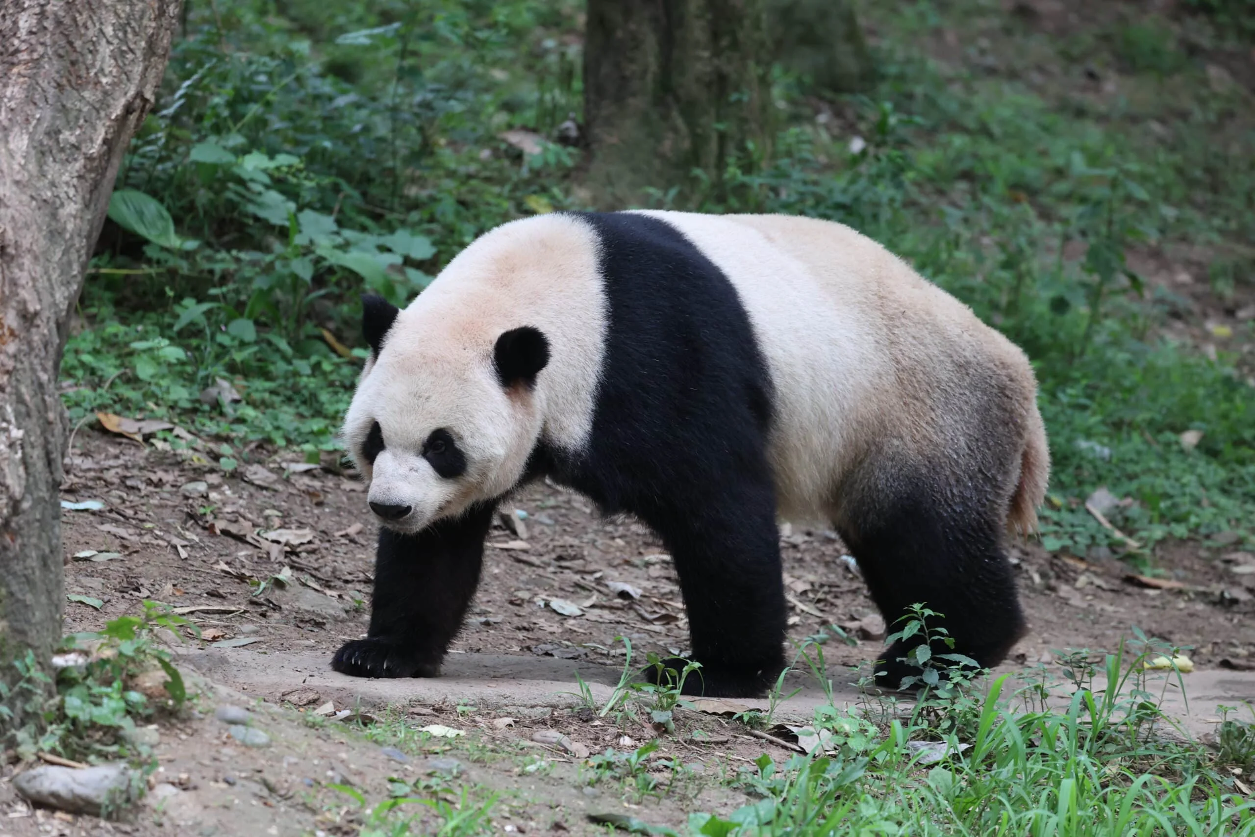 CCRCGP Du Jiang Yan Base