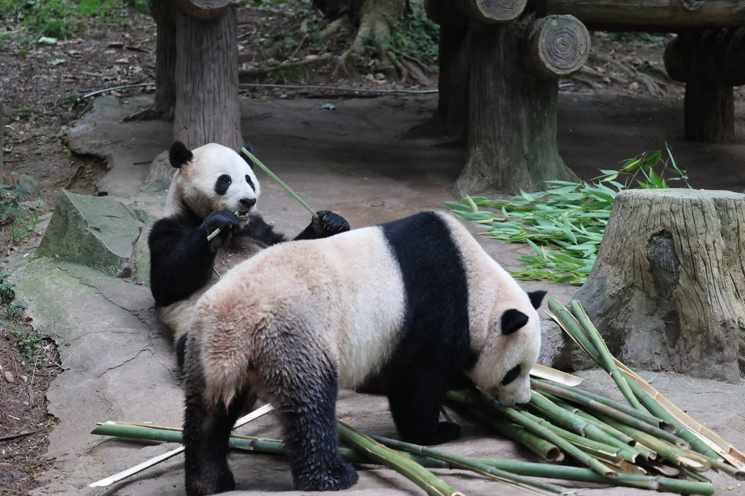 CCRCGP Du Jiang Yan Base