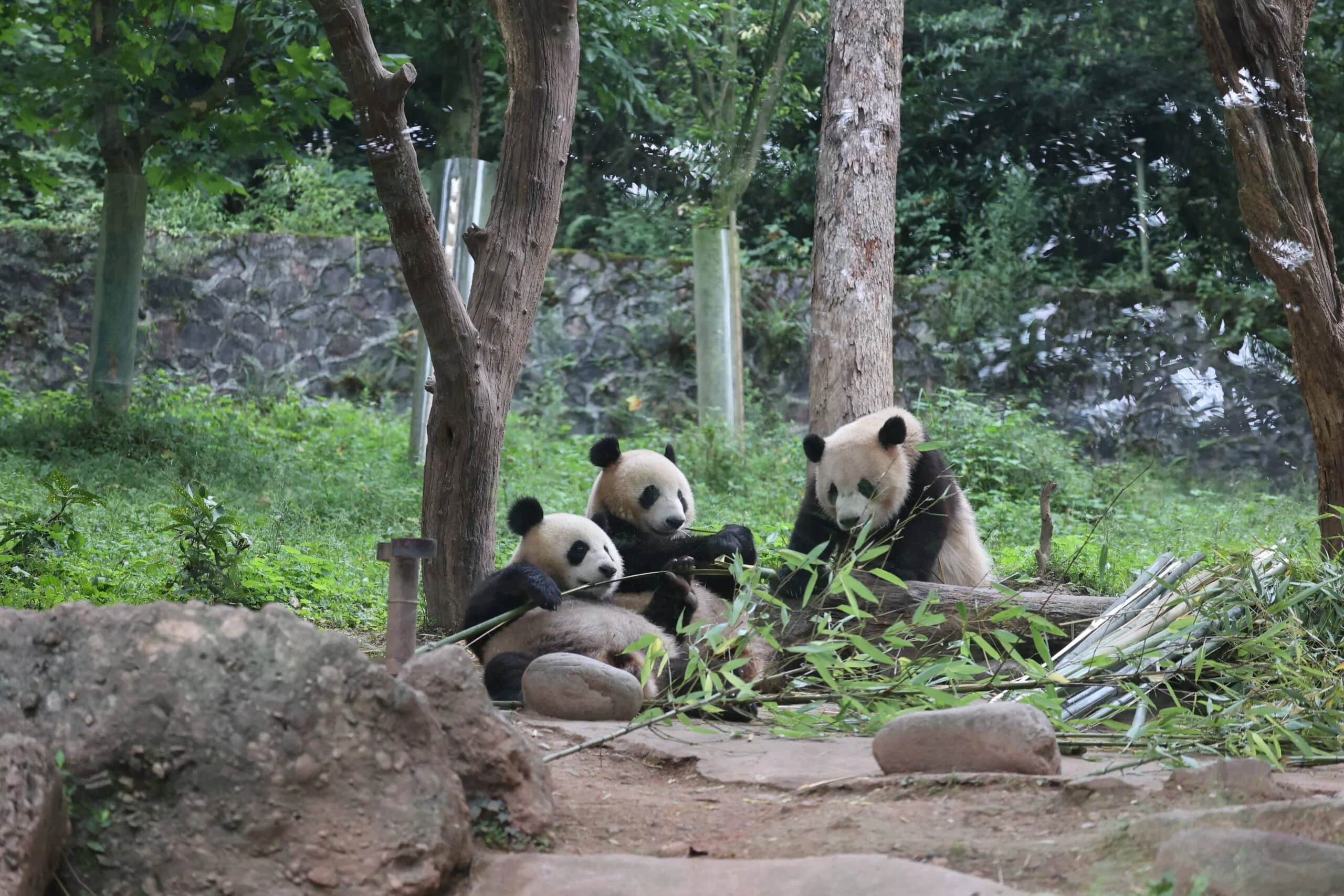 CCRCGP Du Jiang Yan Base