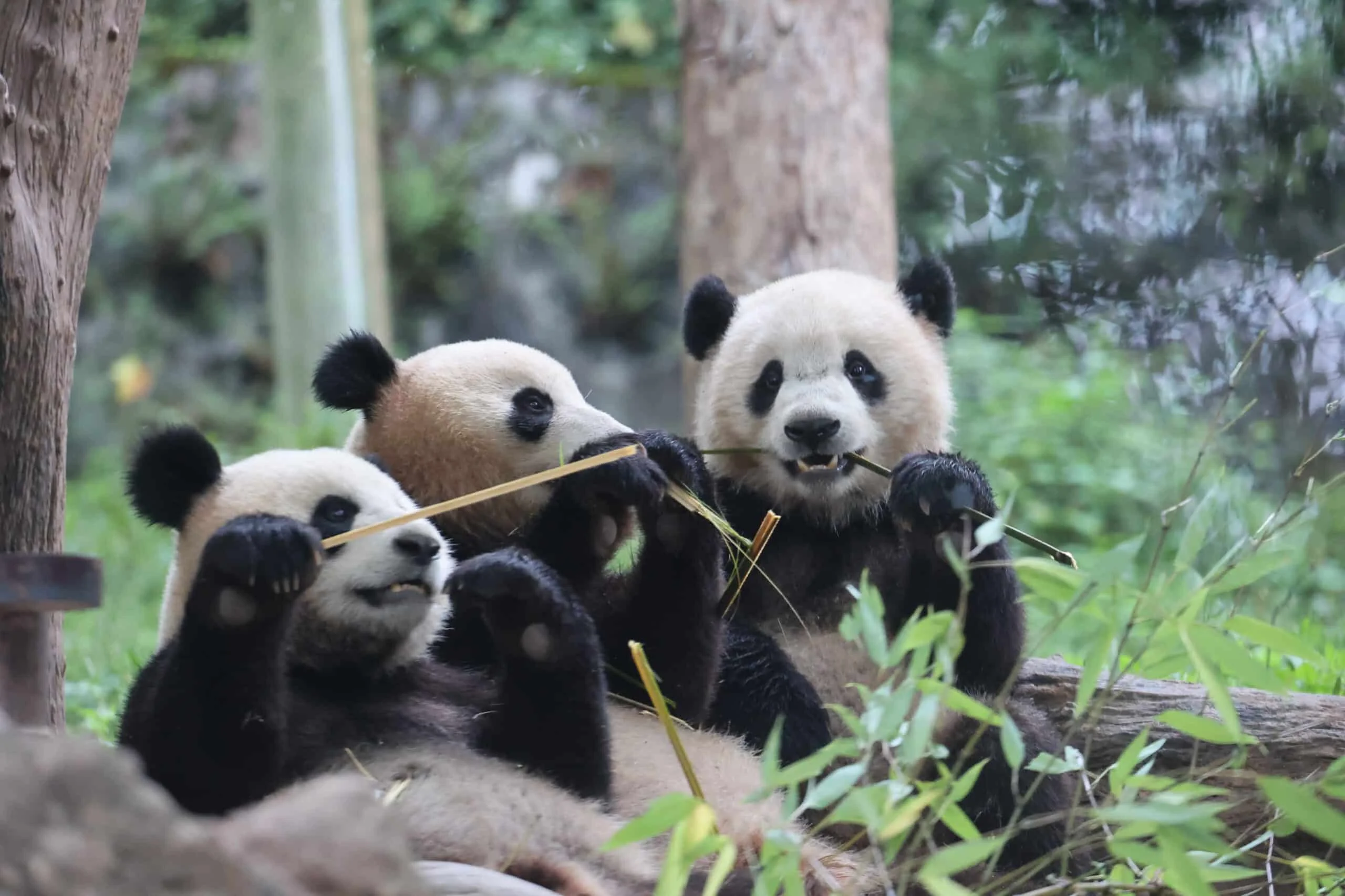 CCRCGP Du Jiang Yan Base