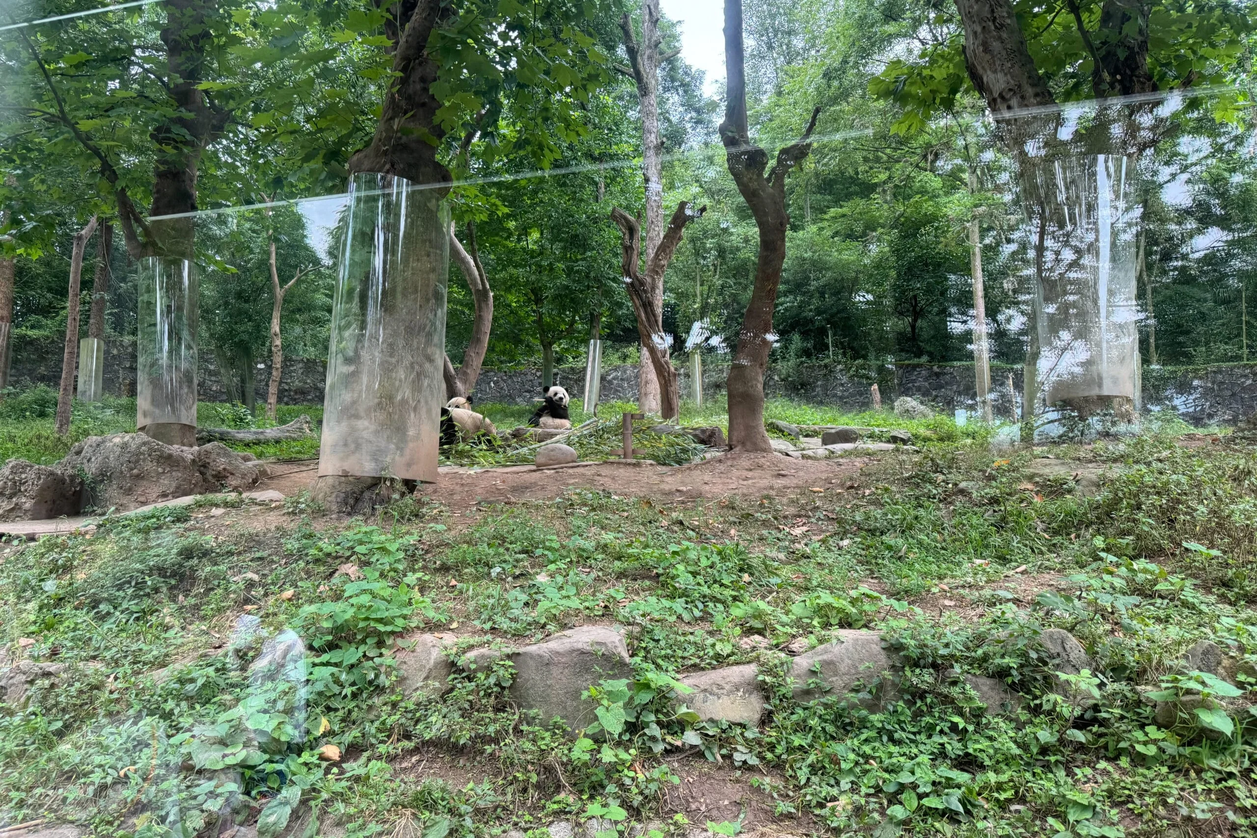 CCRCGP Du Jiang Yan Base