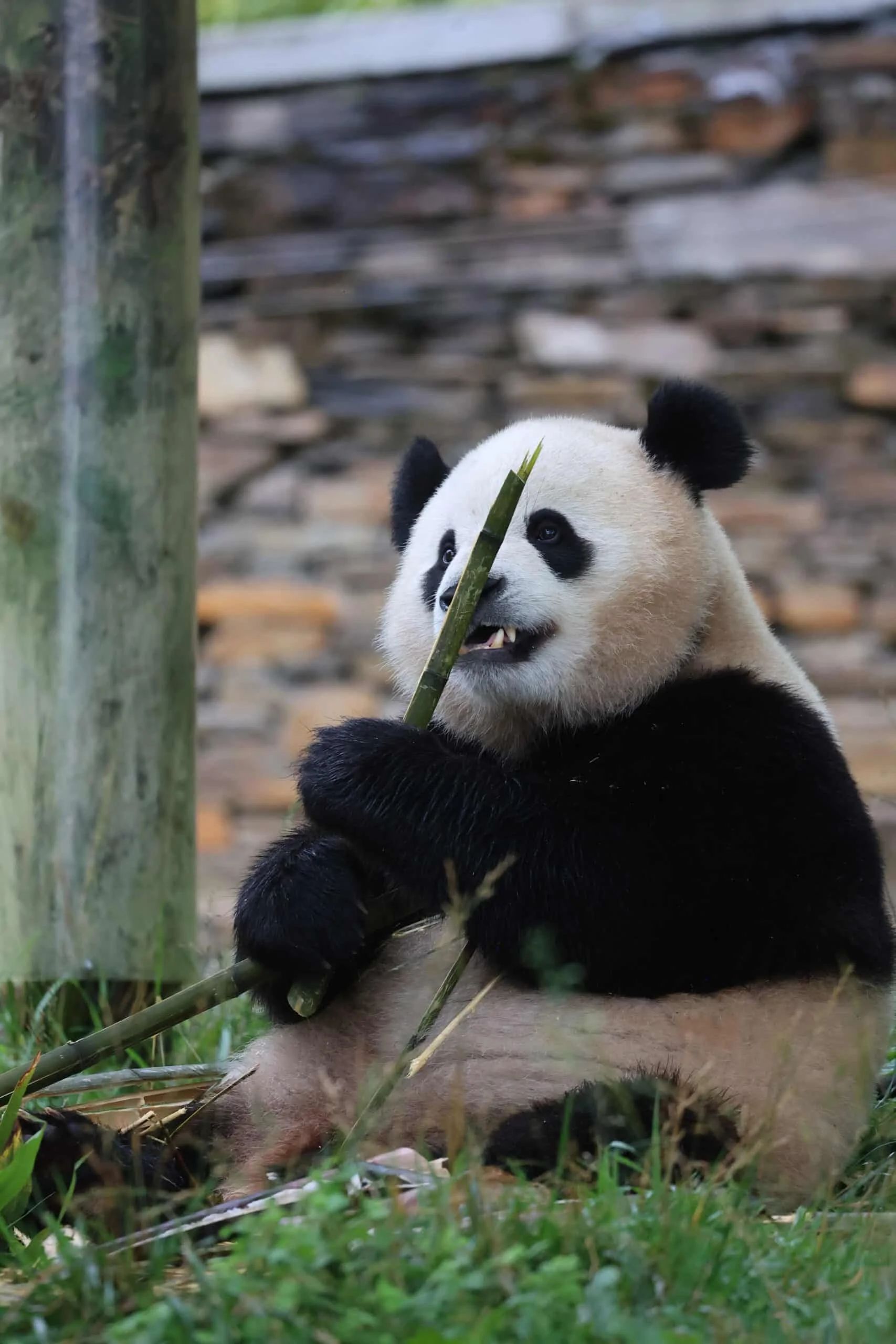 CCRCGP Wolong Geng Da Base