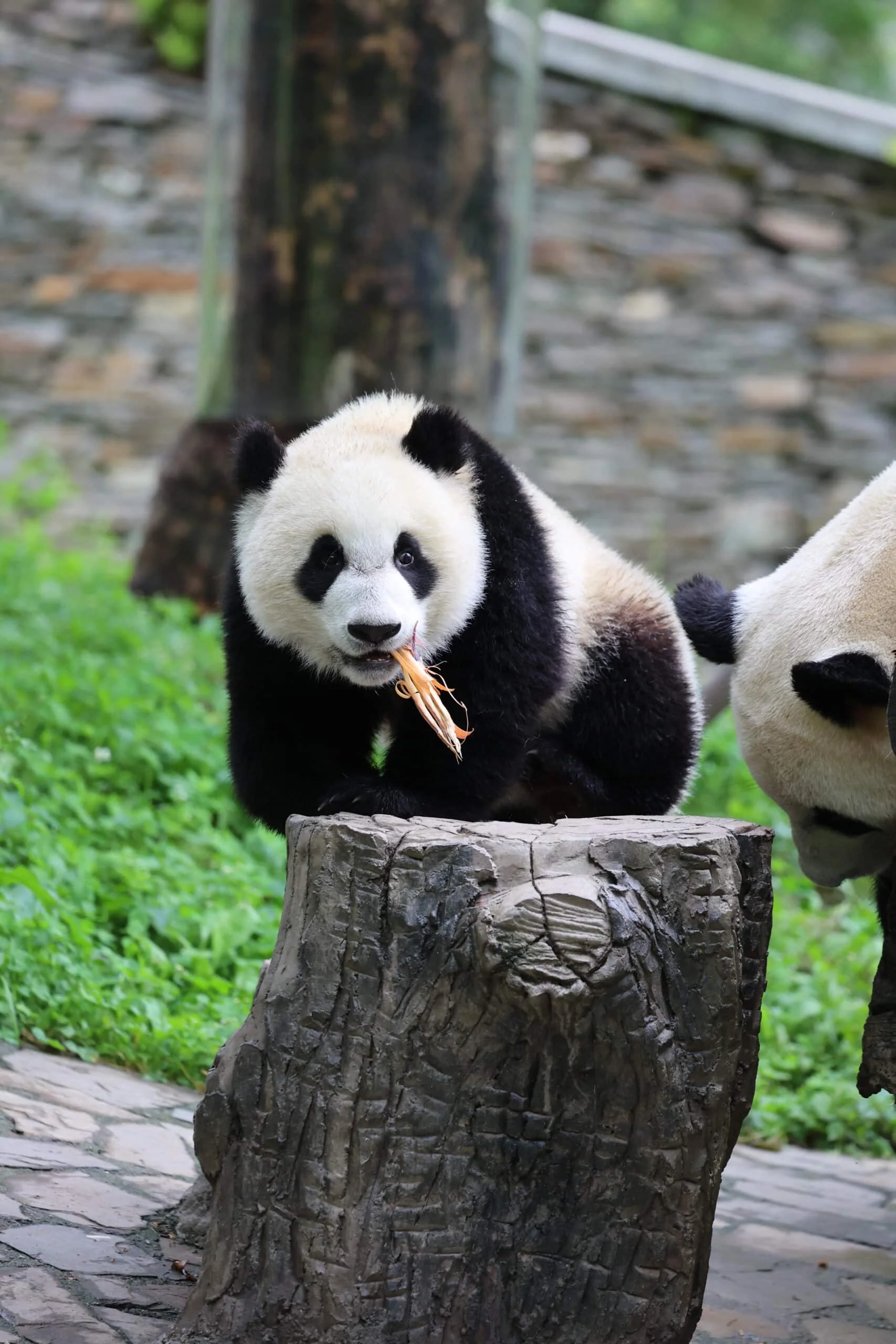 CCRCGP Wolong Geng Da Base