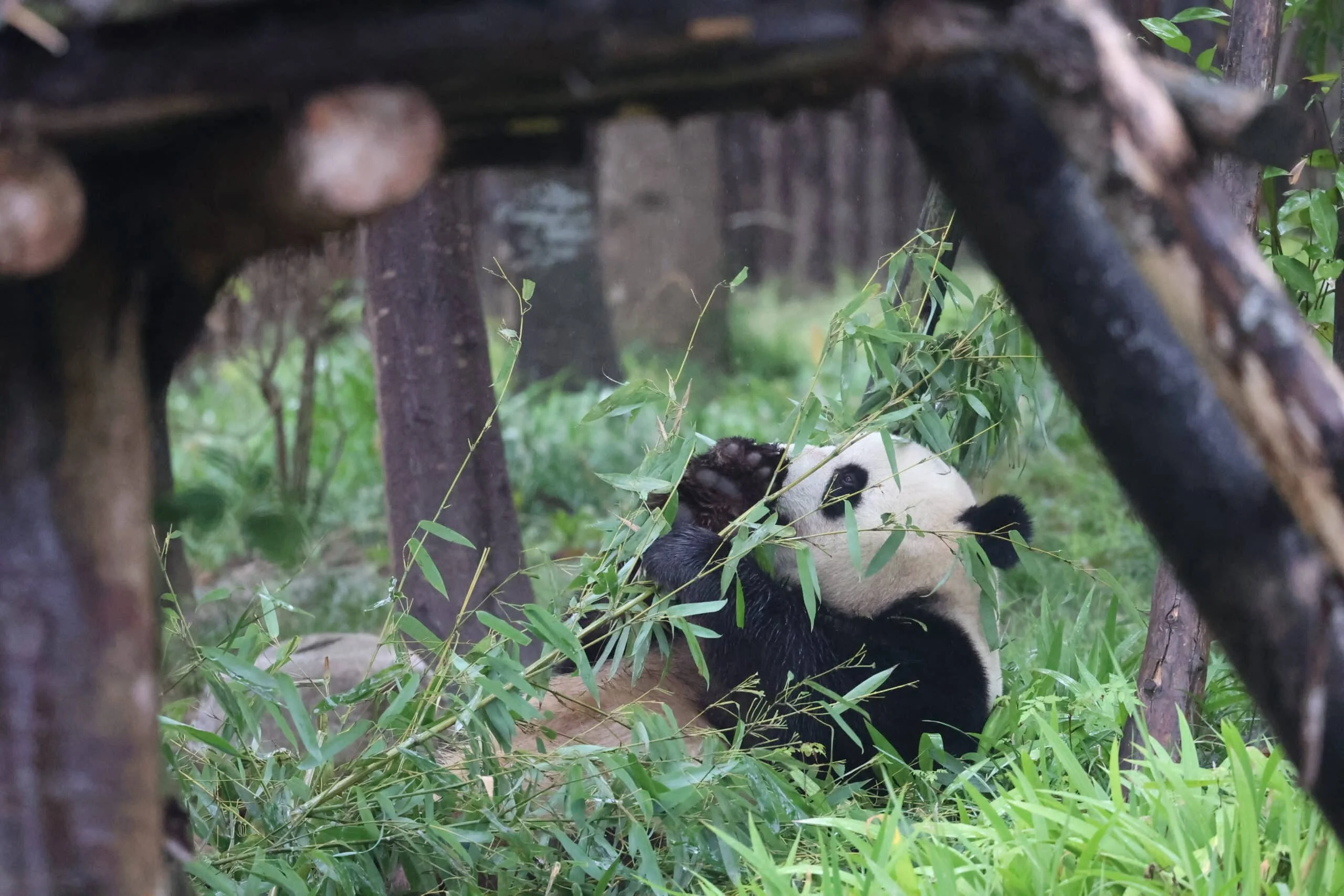 Chengdu Research Base of Giant Panda Breeding