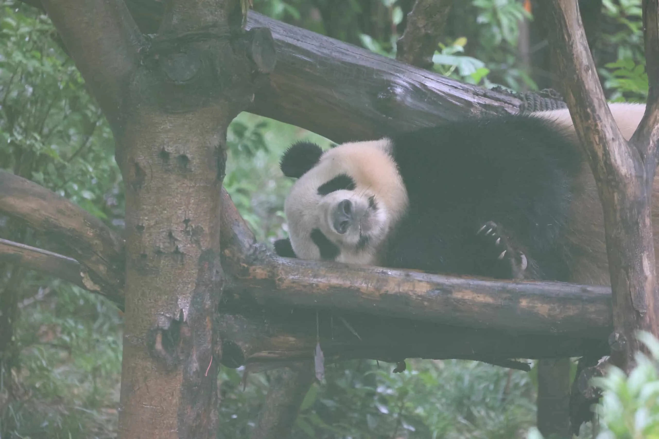 Chengdu Research Base of Giant Panda Breeding
