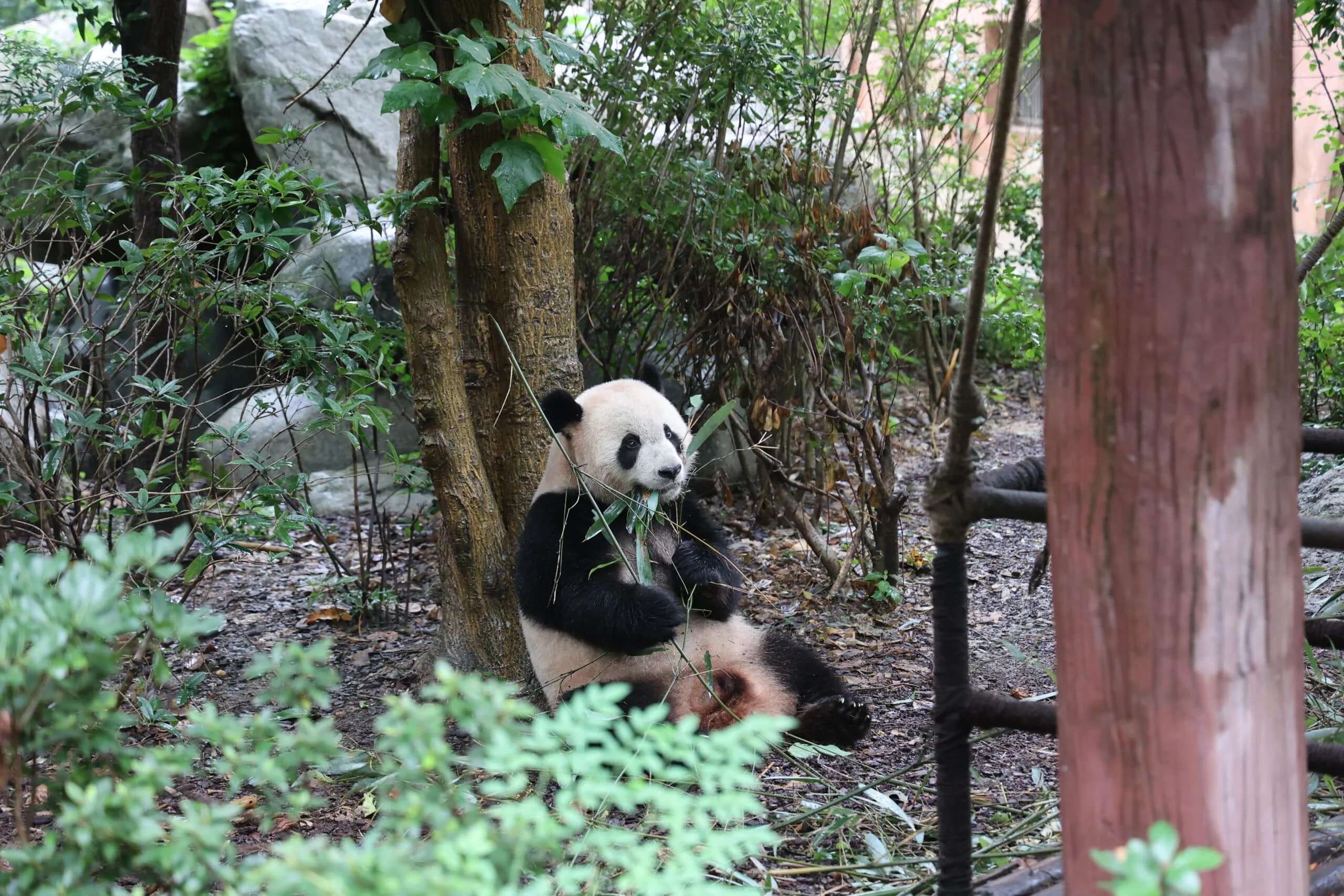 Chengdu Research Base of Giant Panda Breeding