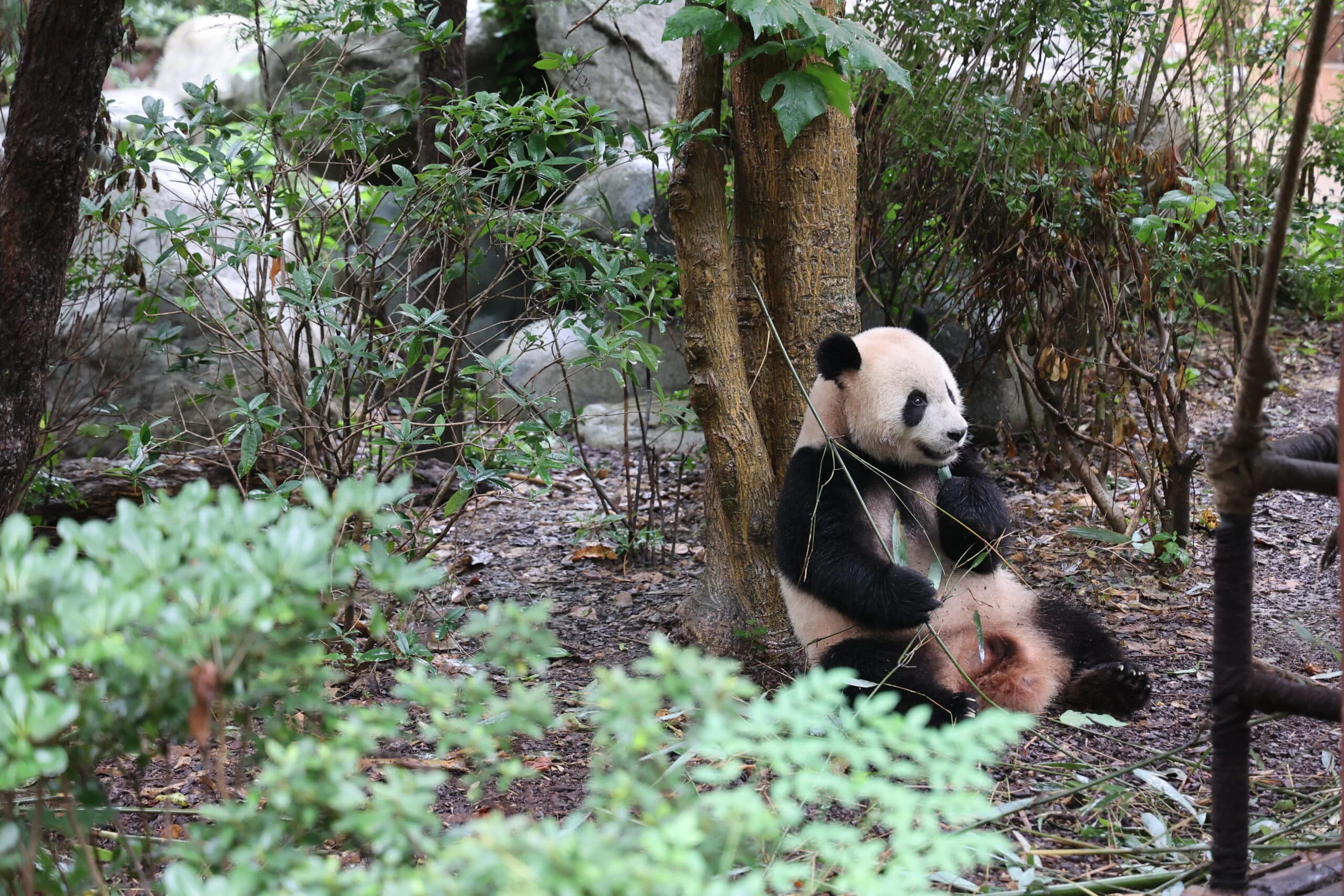 Chengdu Research Base of Giant Panda Breeding