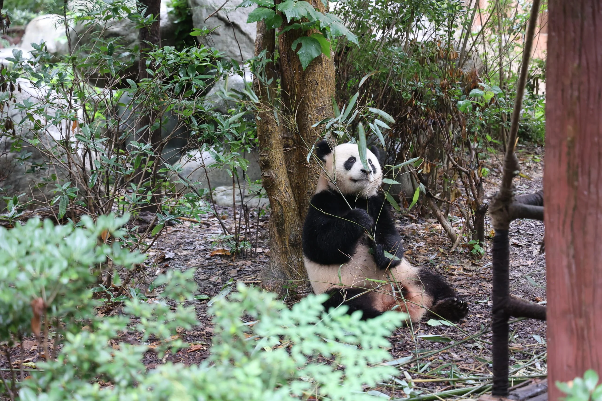 Chengdu Research Base of Giant Panda Breeding