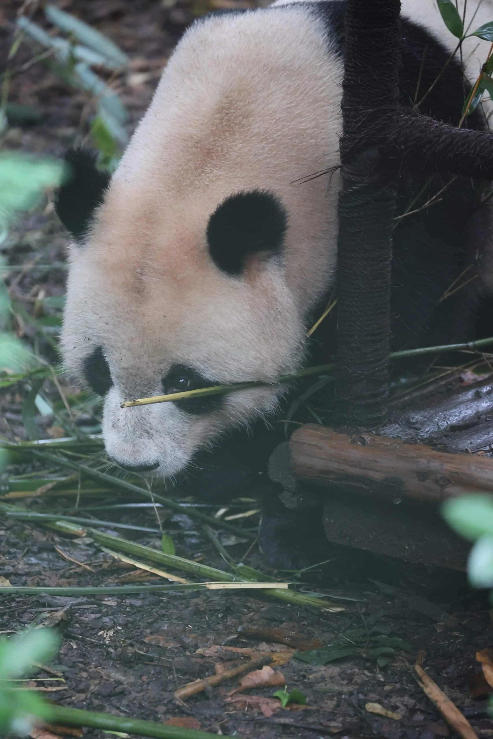 Chengdu Research Base of Giant Panda Breeding