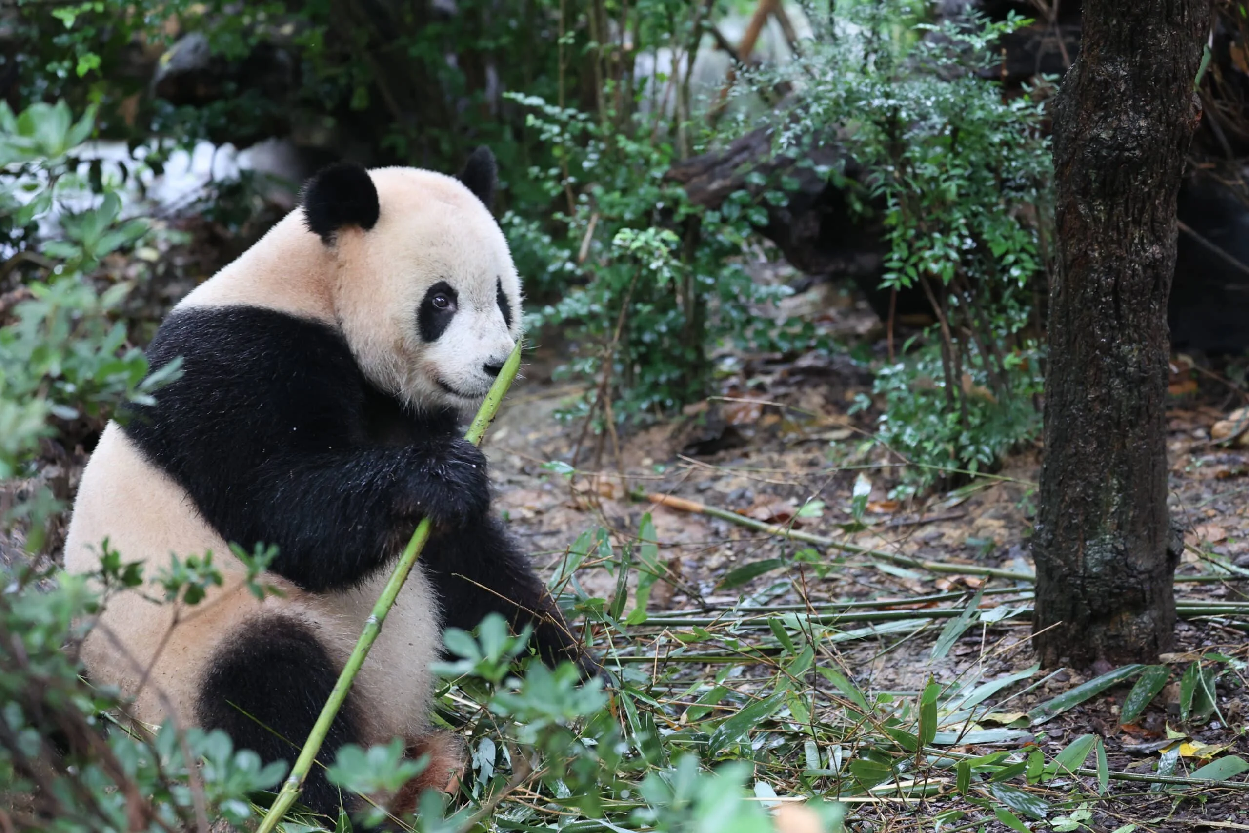 Chengdu Research Base of Giant Panda Breeding