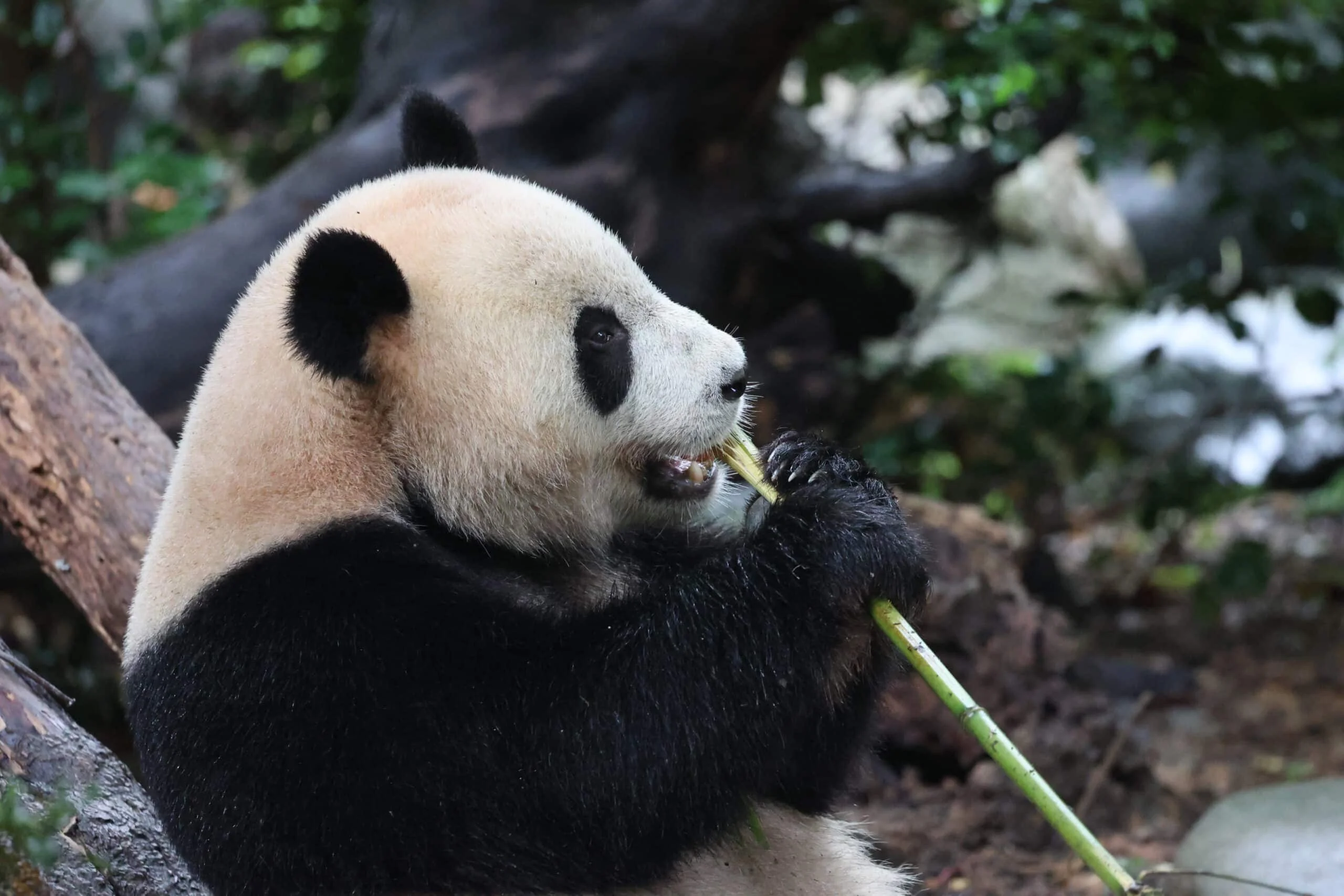 Chengdu Research Base of Giant Panda Breeding