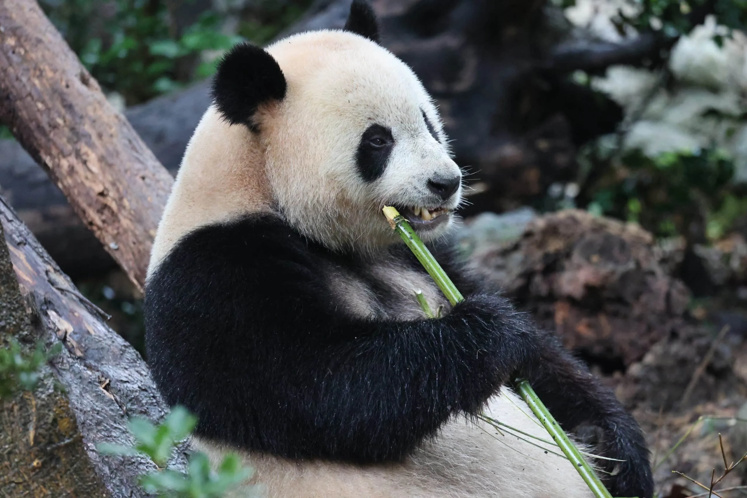 Chengdu Research Base of Giant Panda Breeding