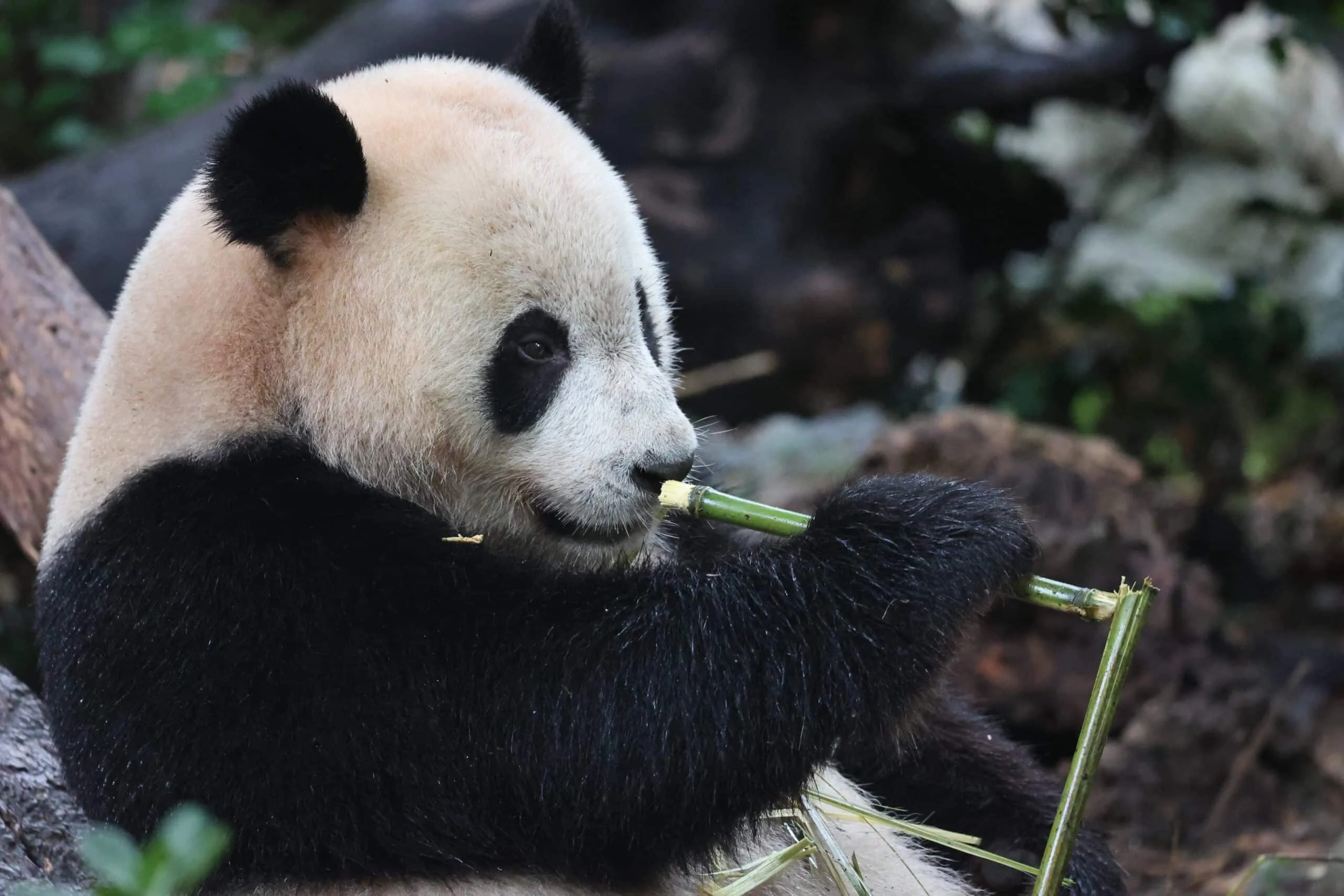 Chengdu Research Base of Giant Panda Breeding