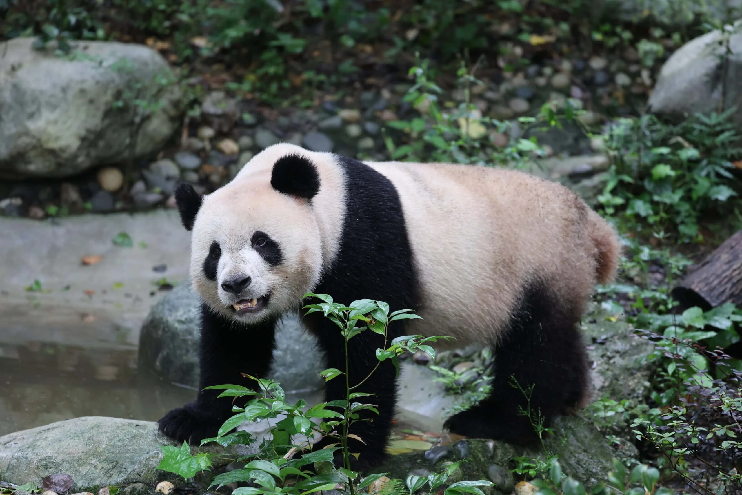 Chengdu Research Base of Giant Panda Breeding