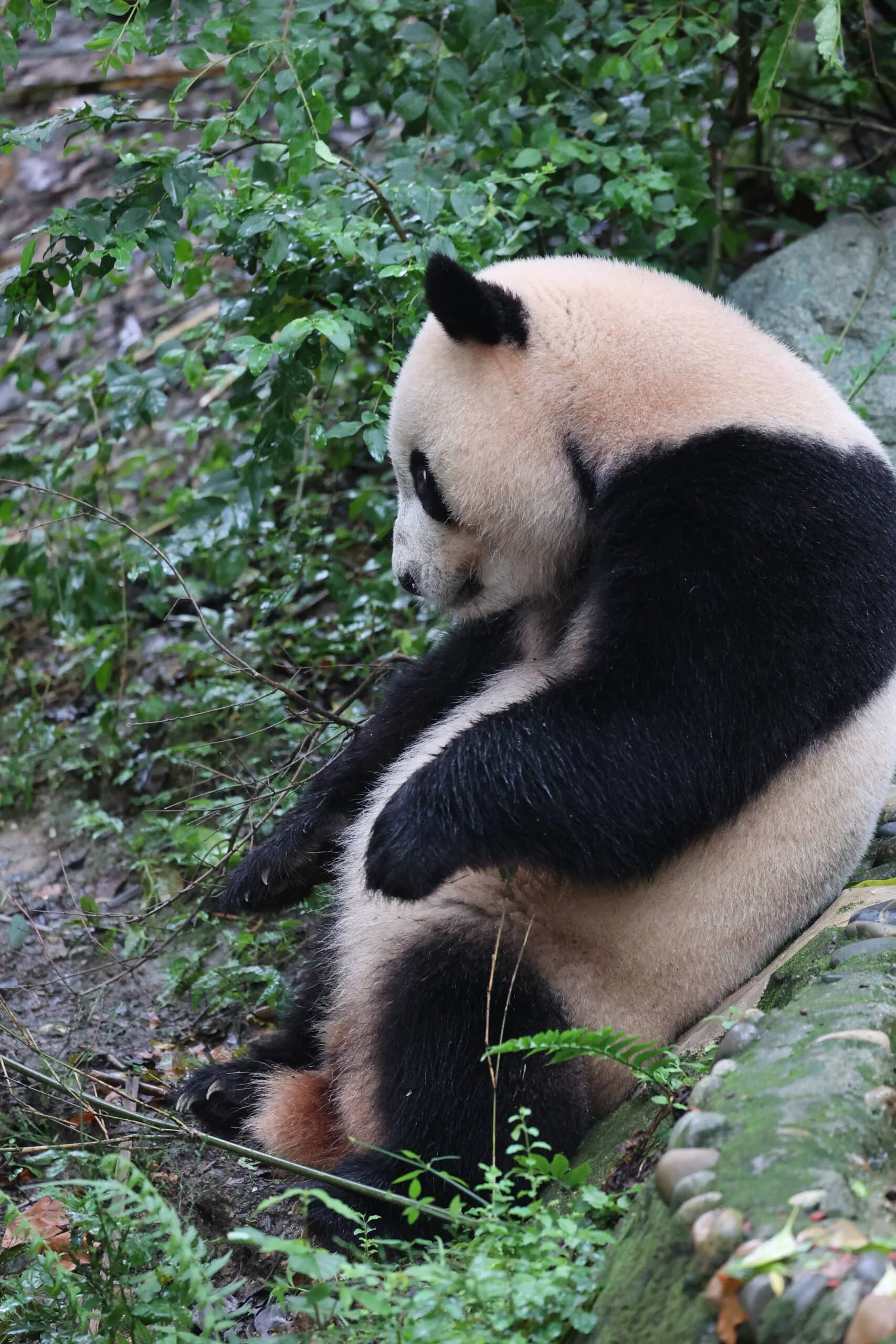Chengdu Research Base of Giant Panda Breeding