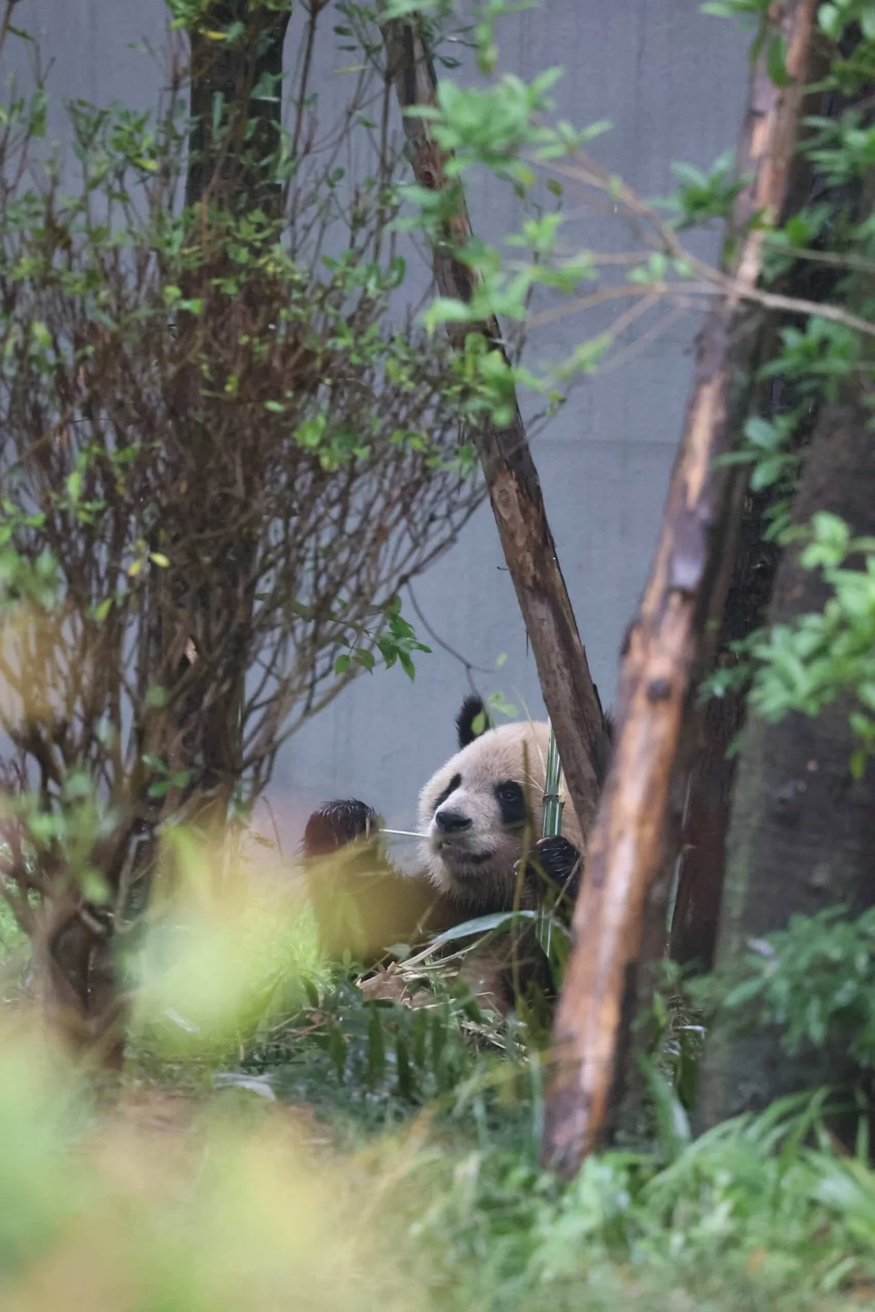 Chengdu Research Base of Giant Panda Breeding
