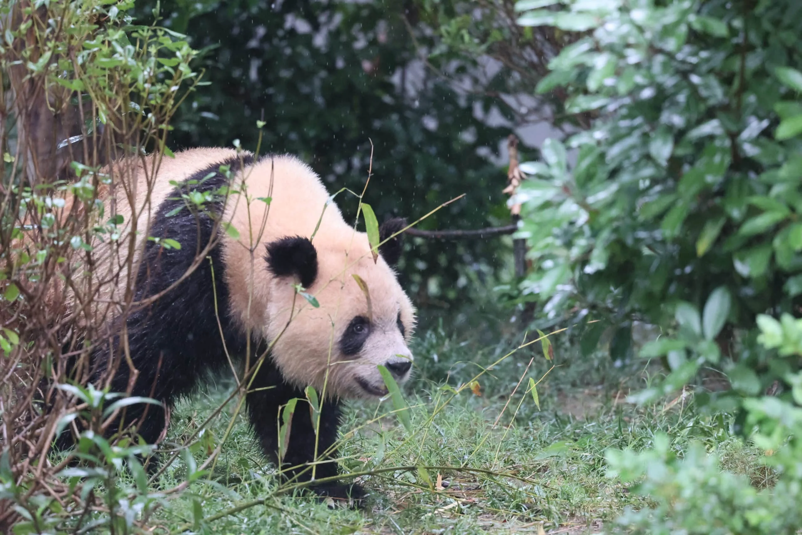 Chengdu Research Base of Giant Panda Breeding