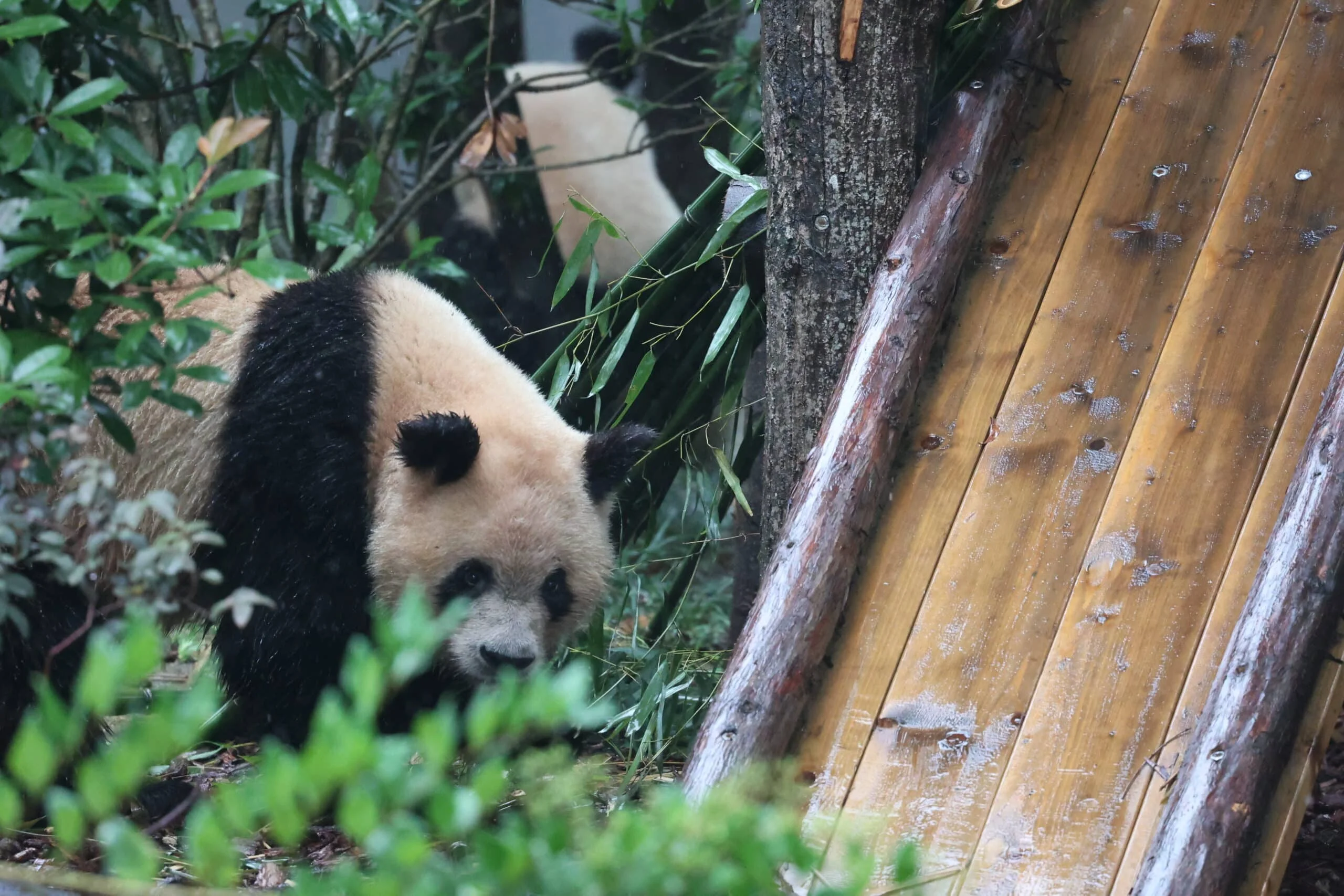 Chengdu Research Base of Giant Panda Breeding