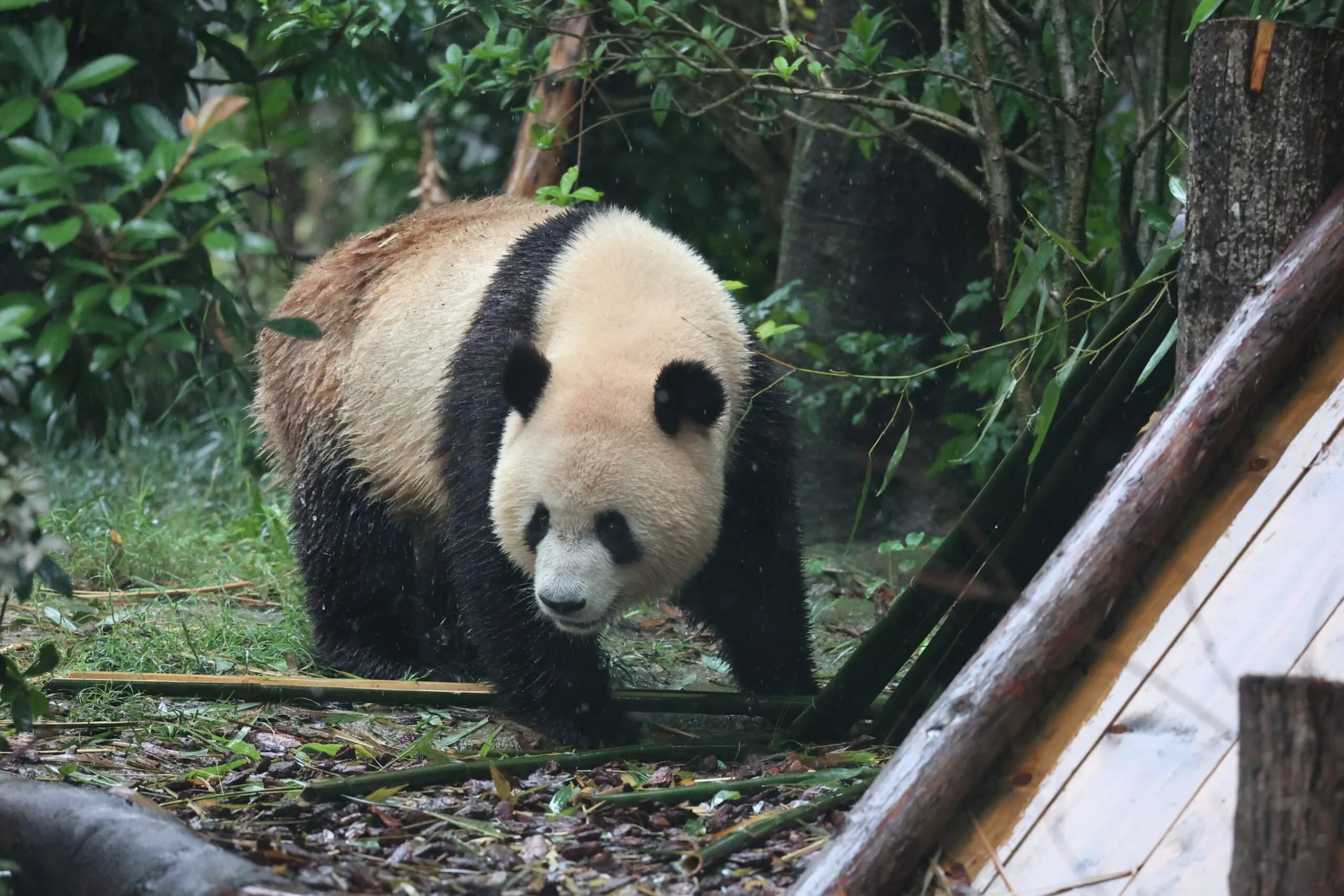 Chengdu Research Base of Giant Panda Breeding