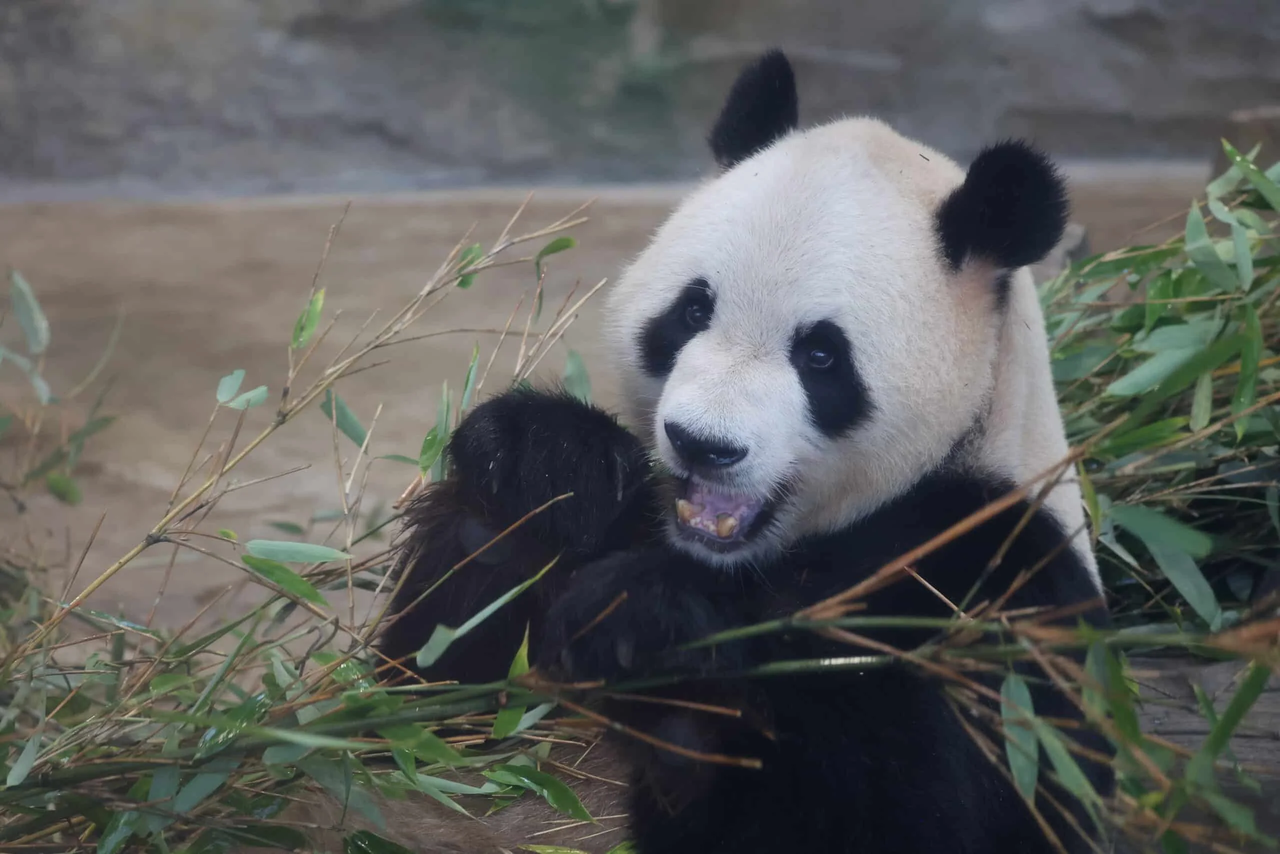 Chengdu Research Base of Giant Panda Breeding