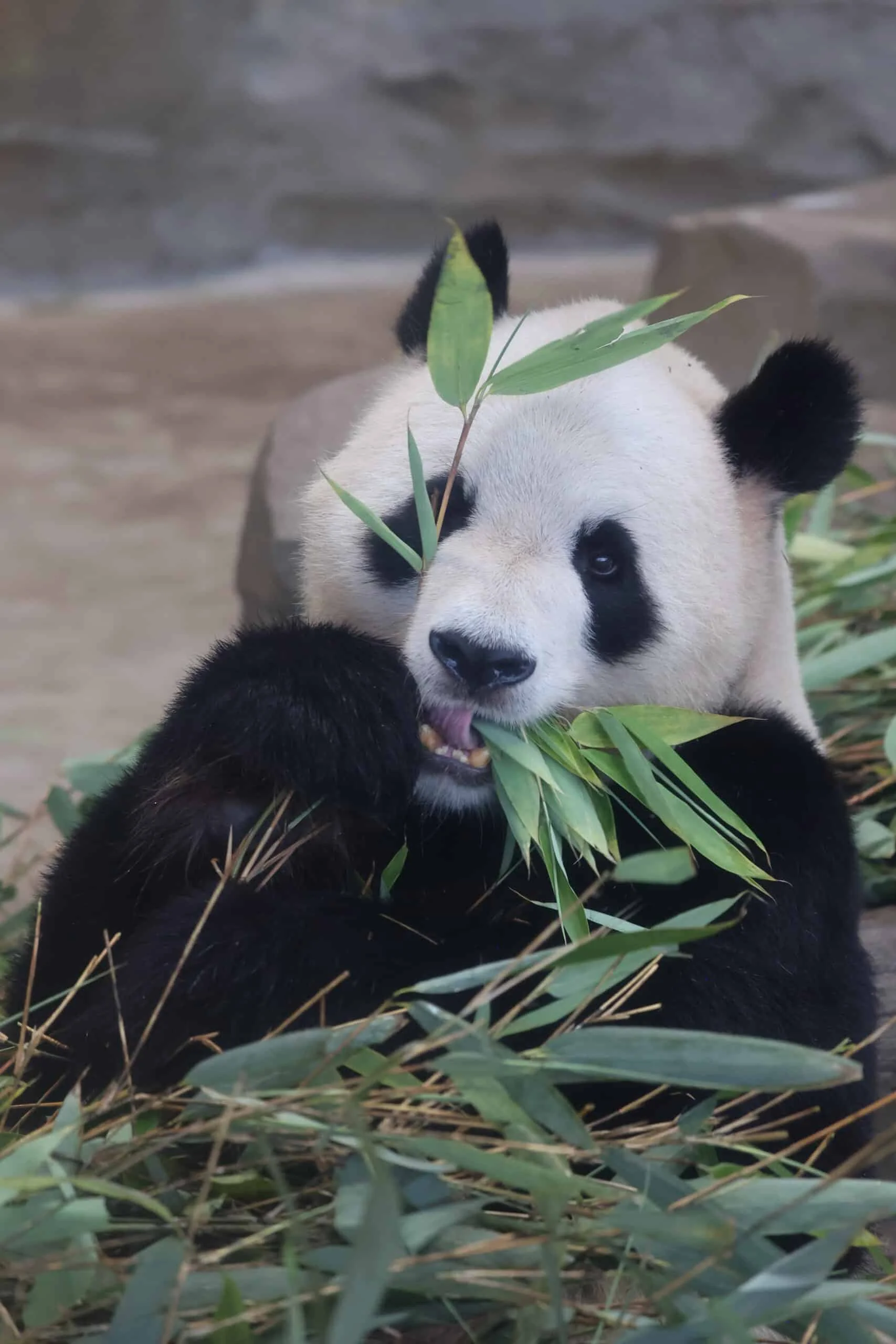 Chengdu Research Base of Giant Panda Breeding