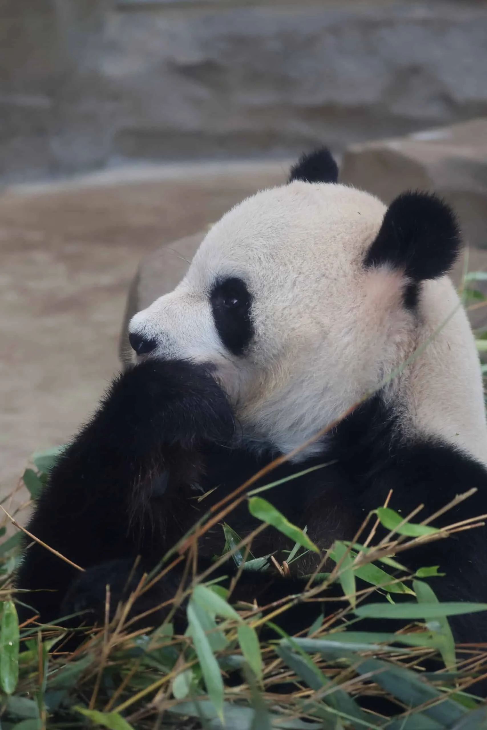 Chengdu Research Base of Giant Panda Breeding