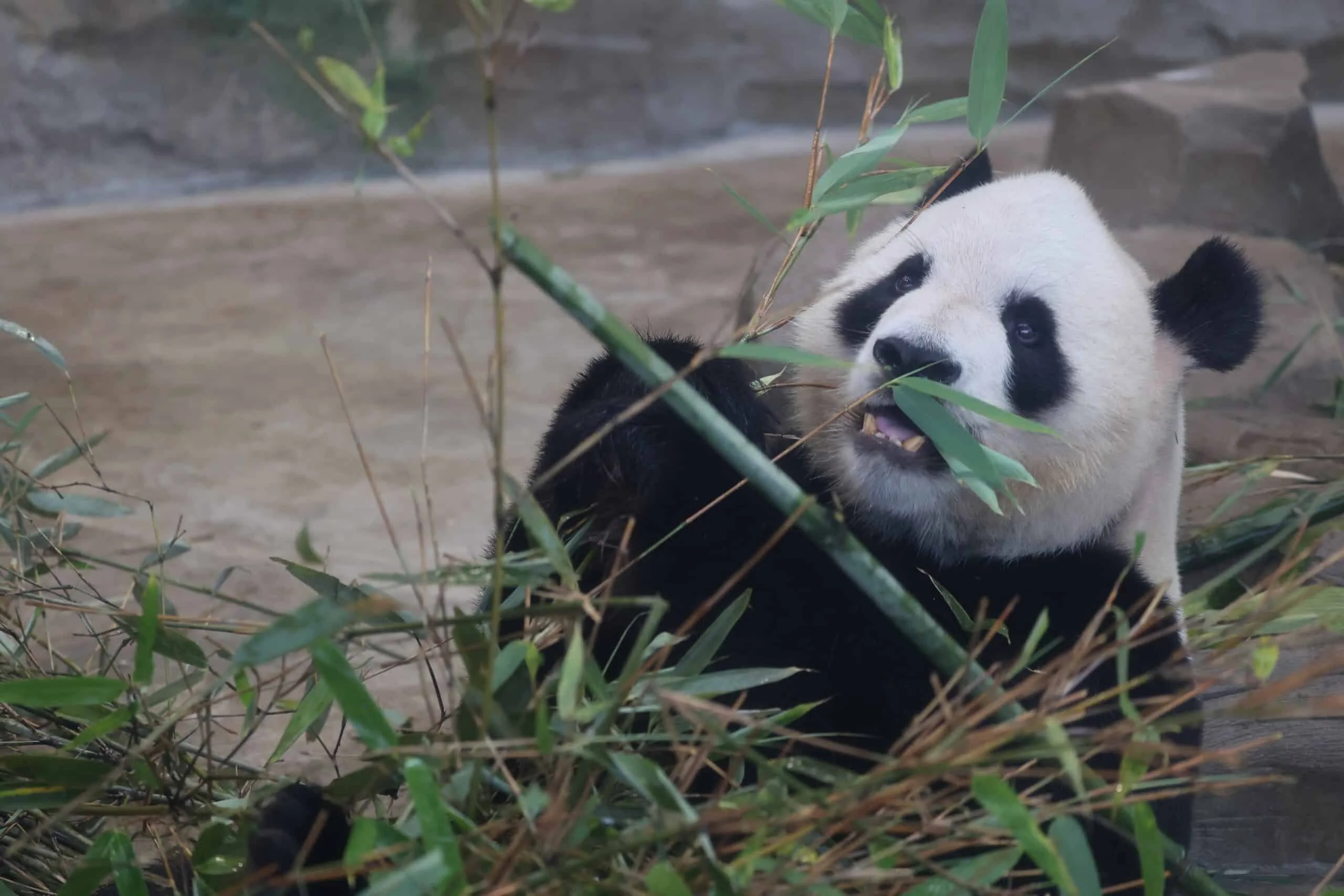 Chengdu Research Base of Giant Panda Breeding