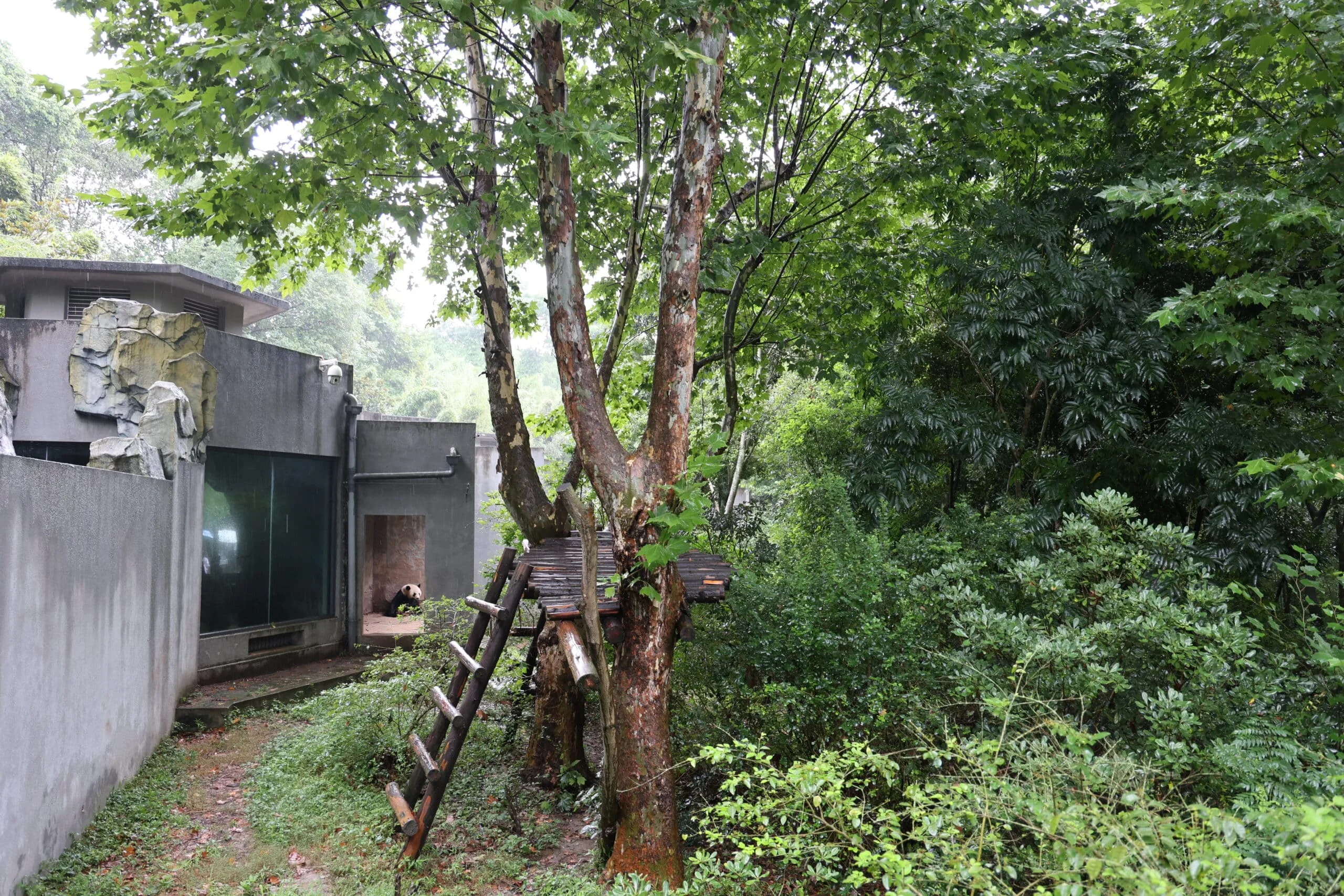 Chengdu Research Base of Giant Panda Breeding