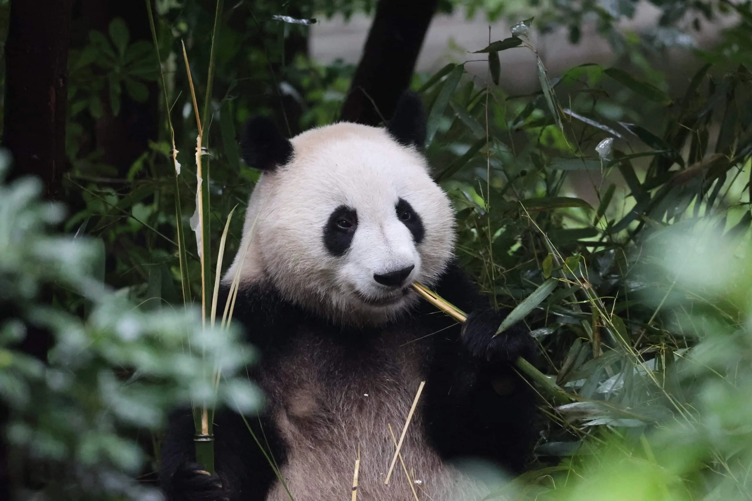 Chengdu Research Base of Giant Panda Breeding