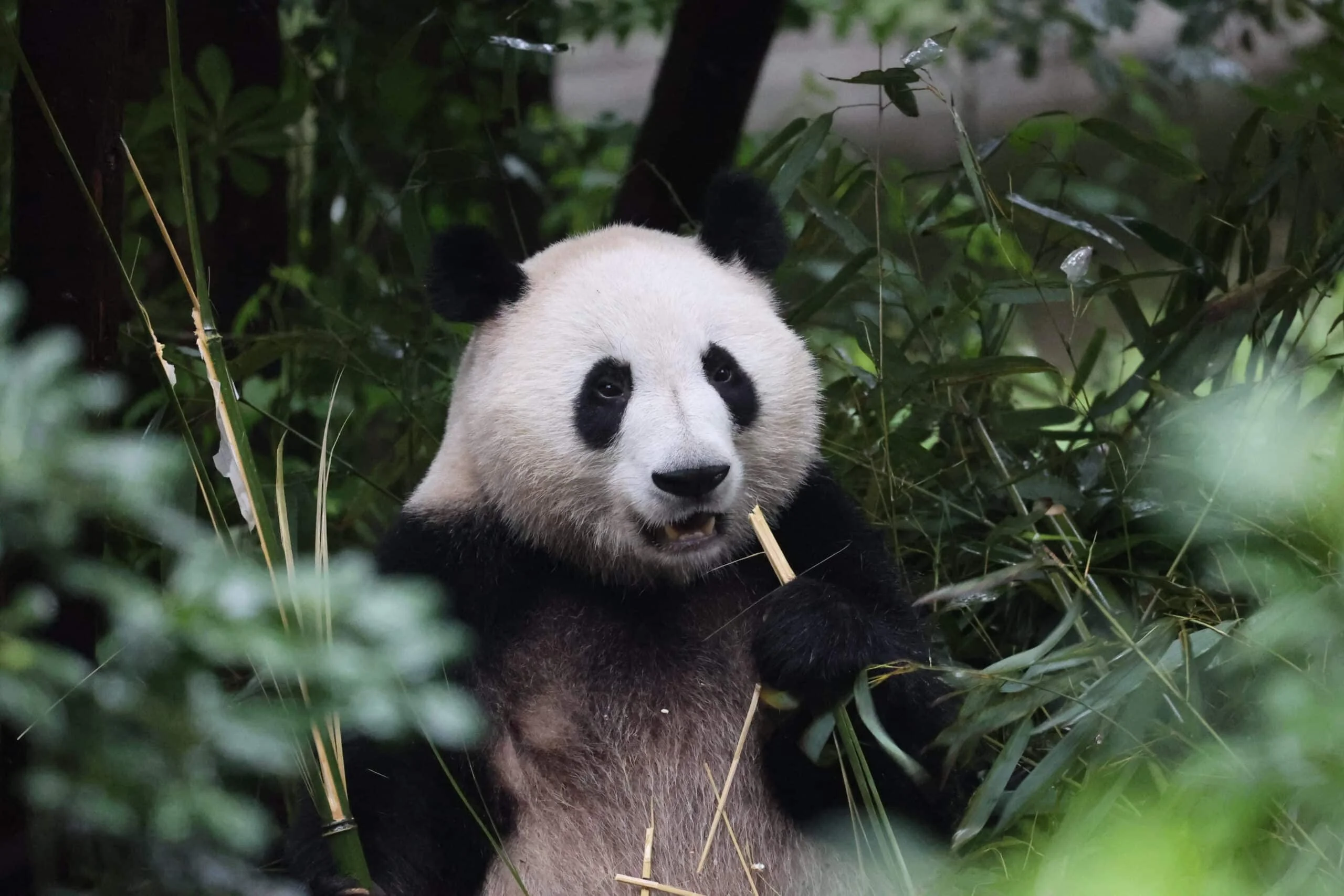 Chengdu Research Base of Giant Panda Breeding