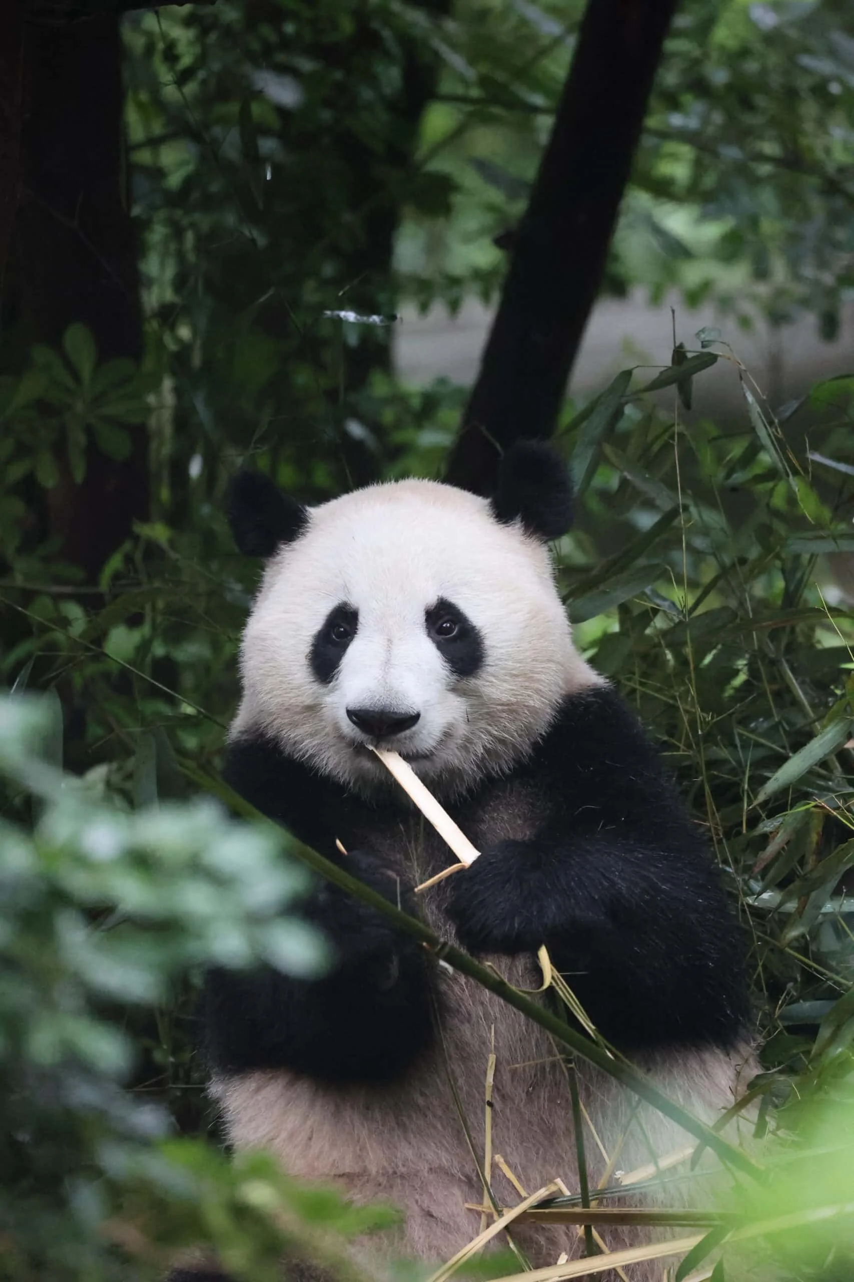 Chengdu Research Base of Giant Panda Breeding