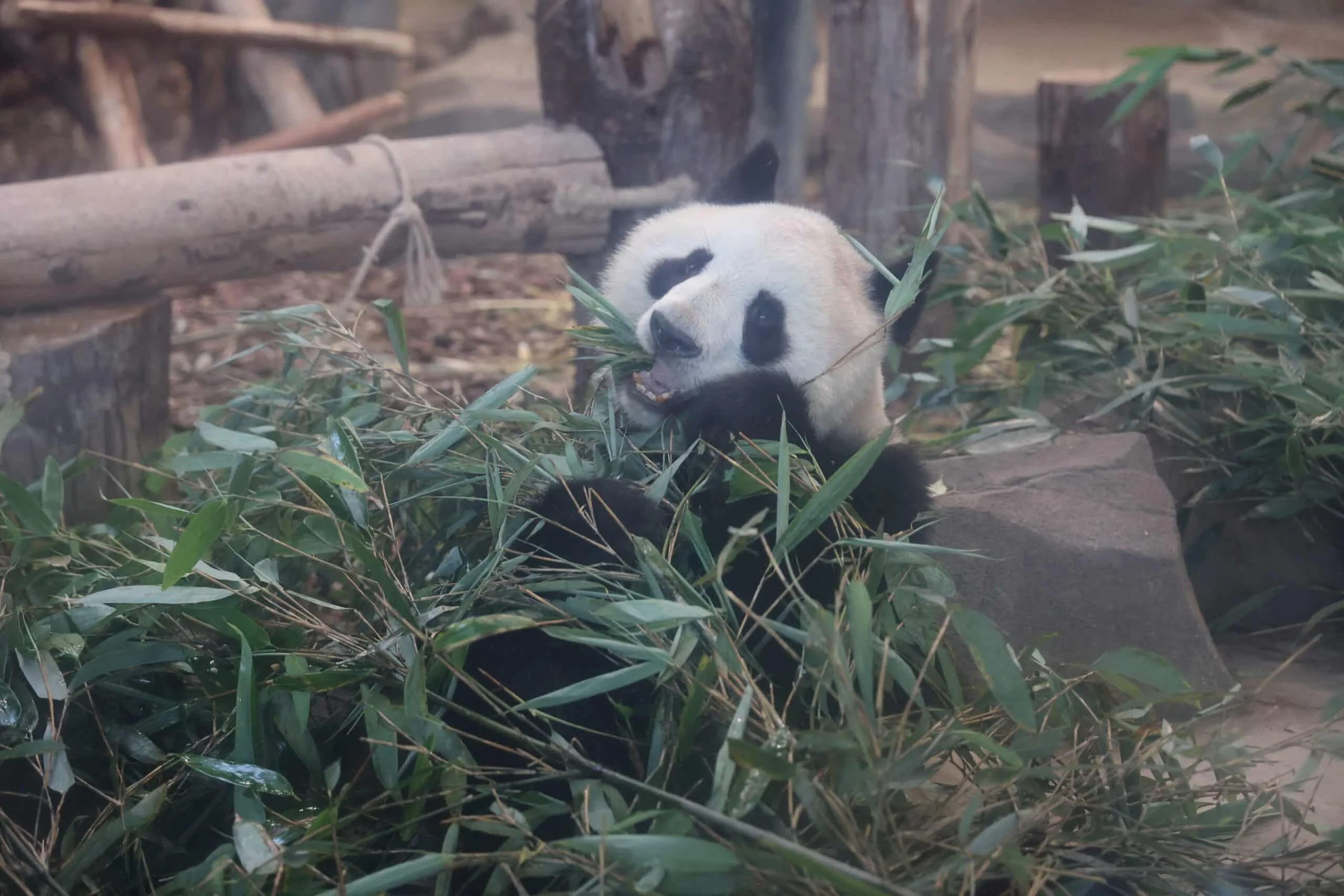 Chengdu Research Base of Giant Panda Breeding