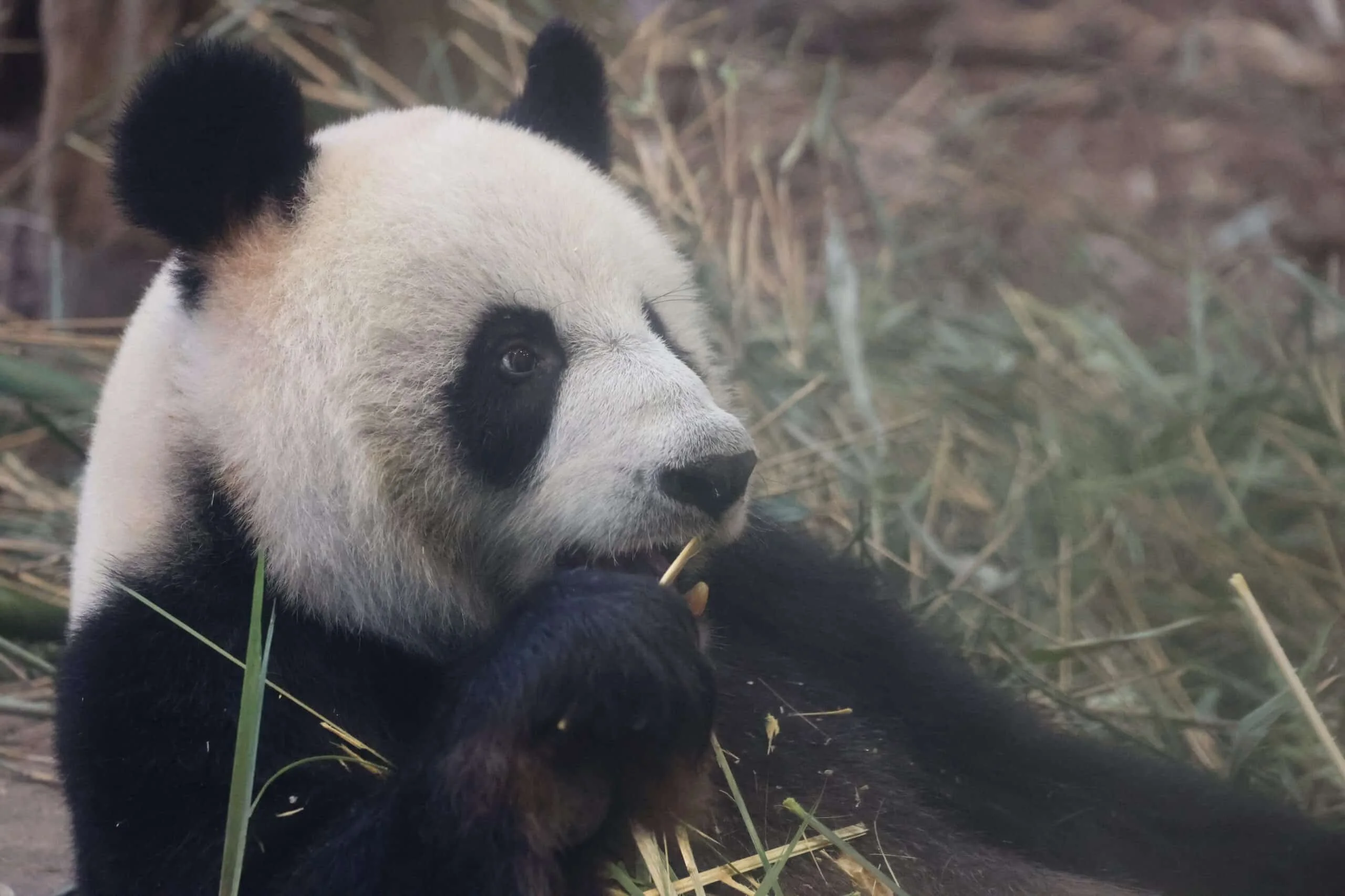 Chengdu Research Base of Giant Panda Breeding